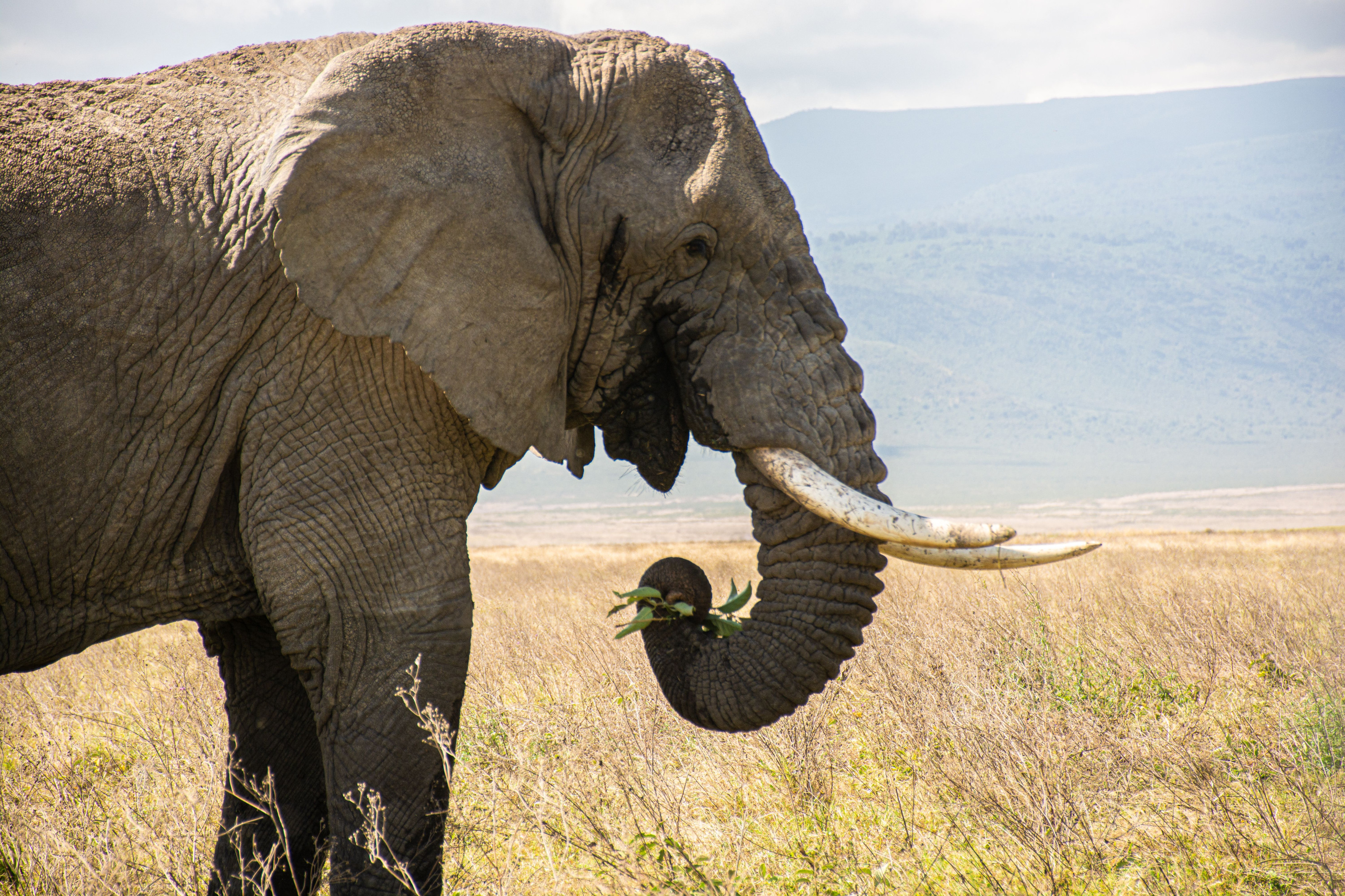 An African elephant grazes quietly against a backdrop of distant crater walls.