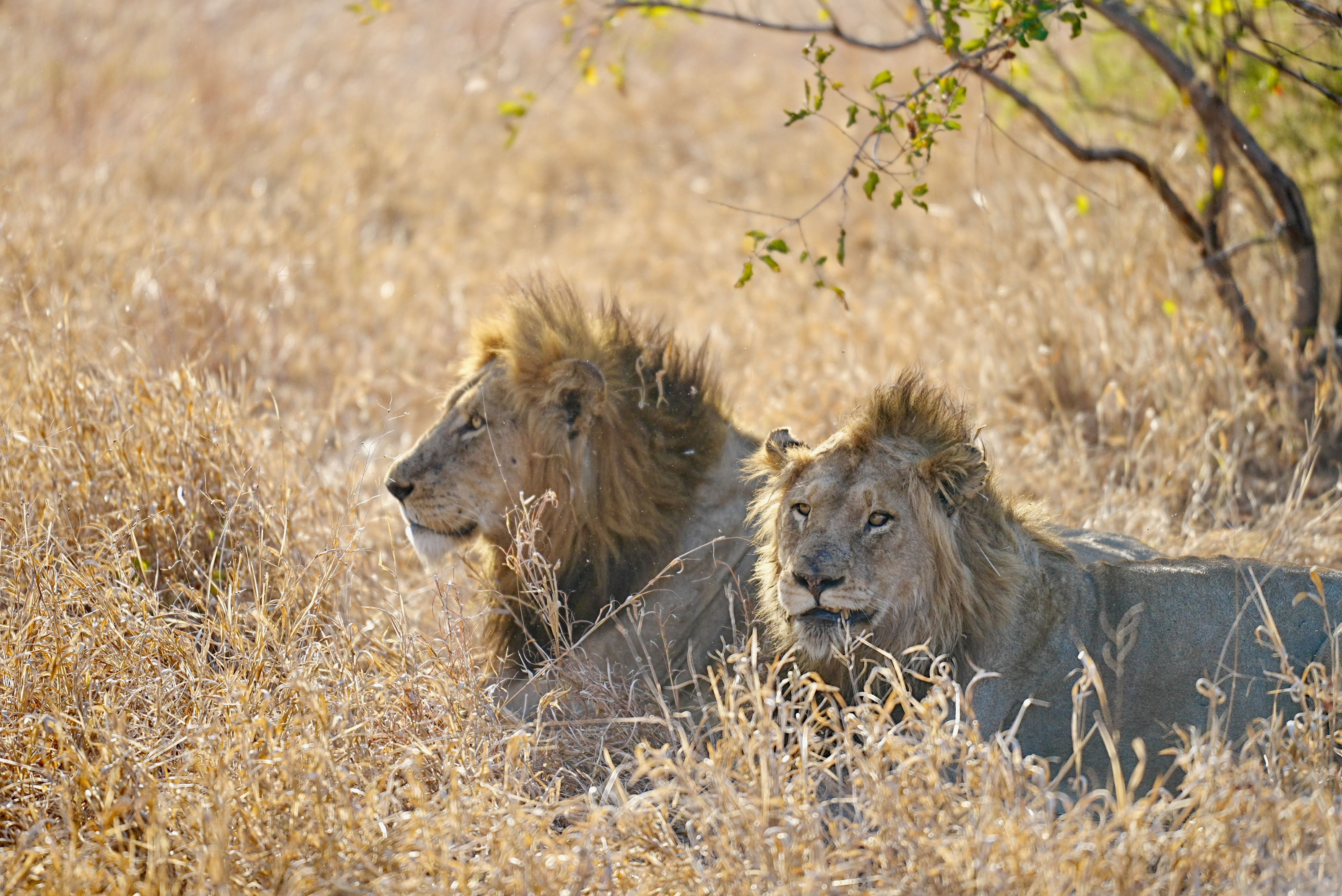 Two lions rest together in dry golden savanna grass.
