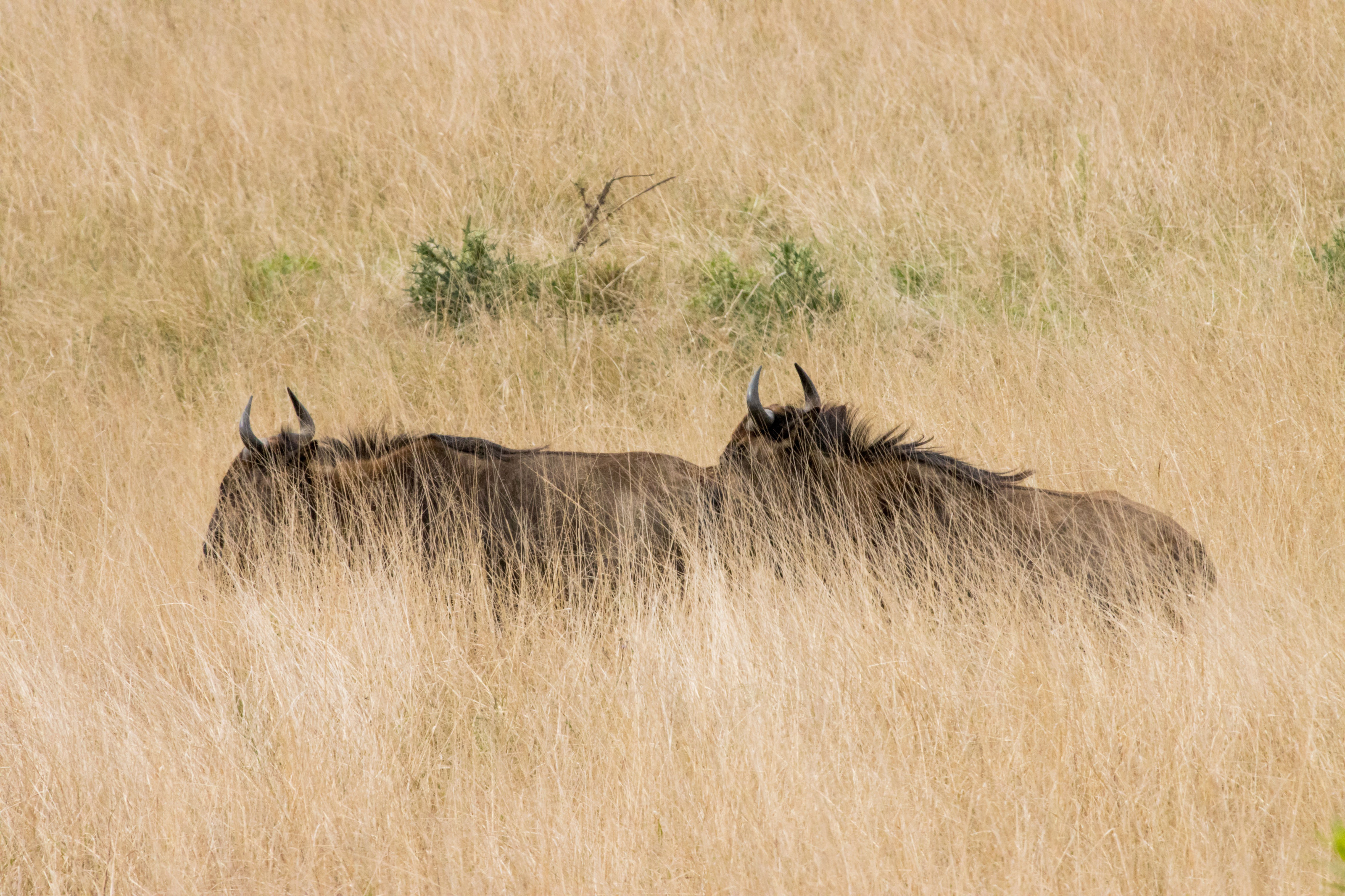 Two wildebeest stand close together, partly hidden in tall golden grass.
