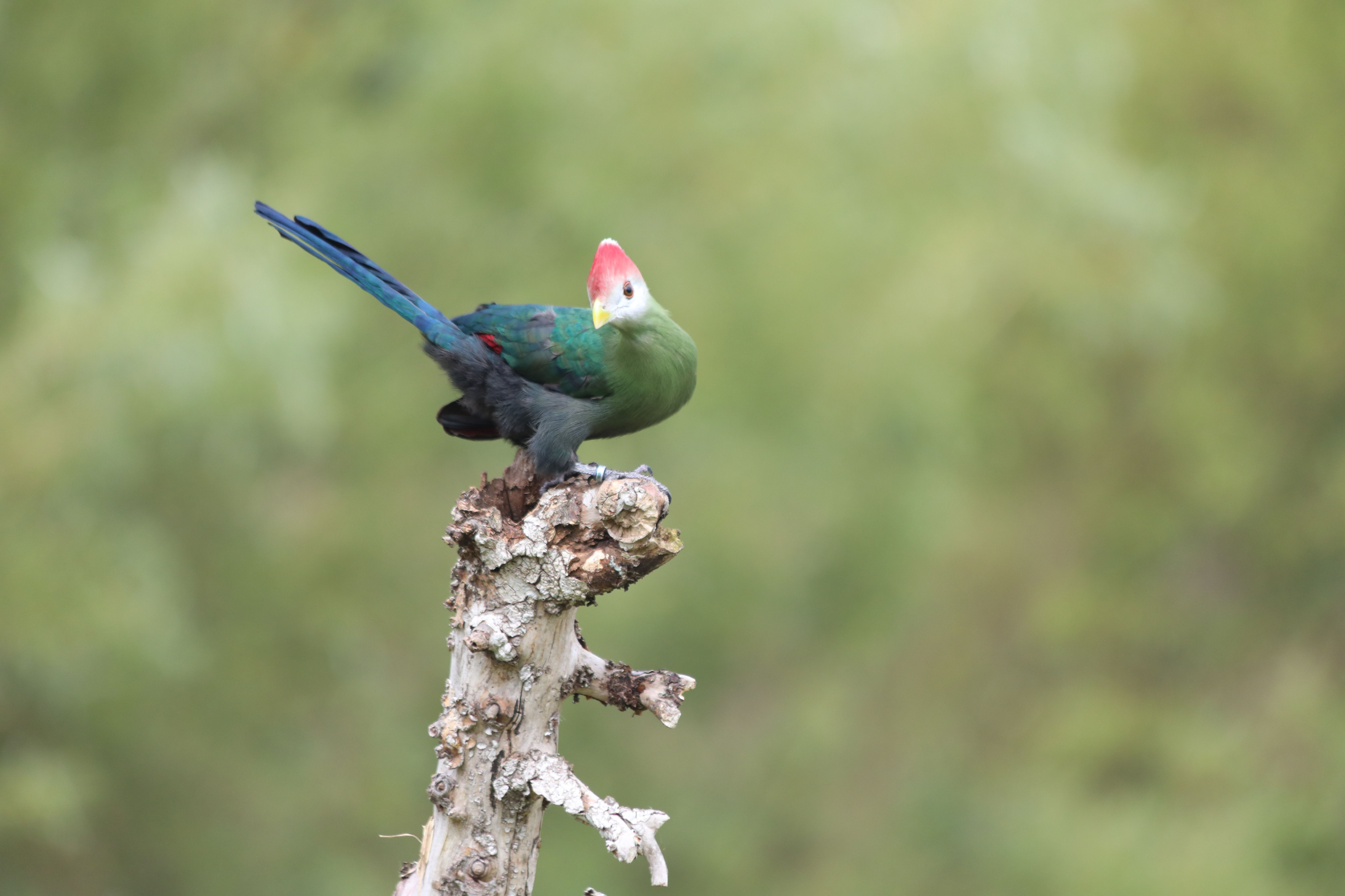 A vivid red-crested turaco perched on a branch against soft green foliage.