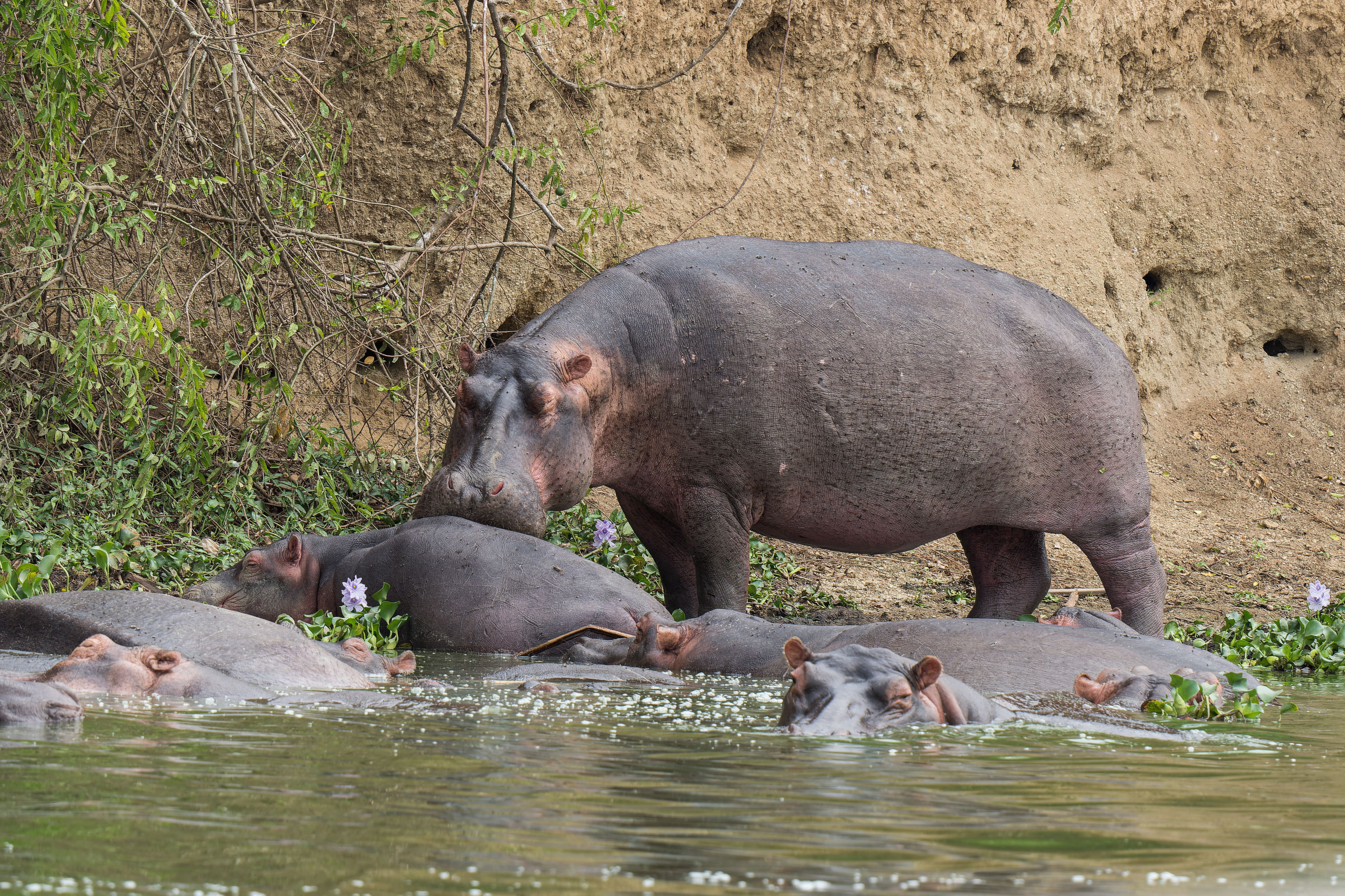 A pod of hippos wades in a wide river fringed with lush green riverbank vegetation.