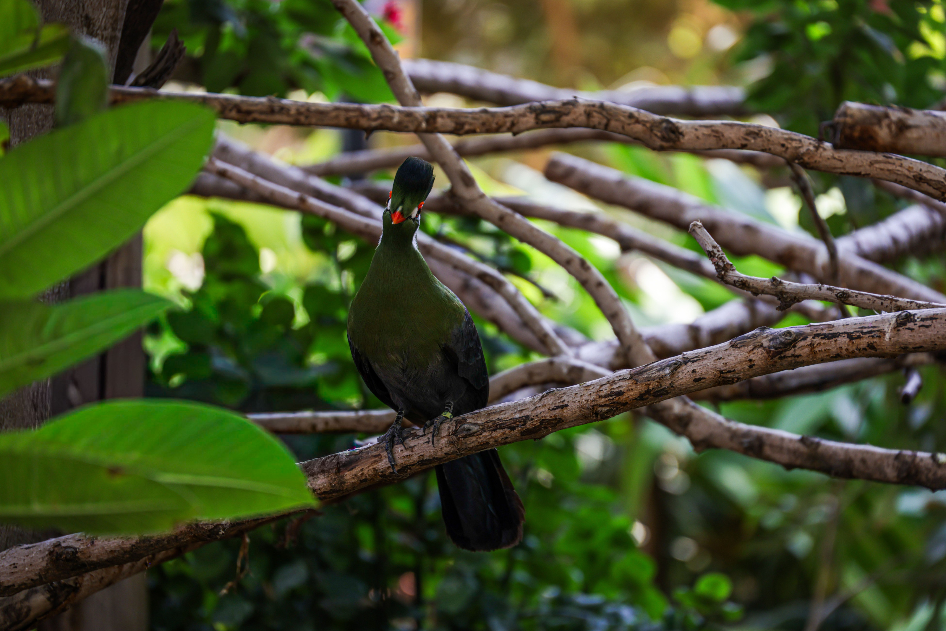 A vividly colored turaco perches among dense green leaves, its plumage catching the light.