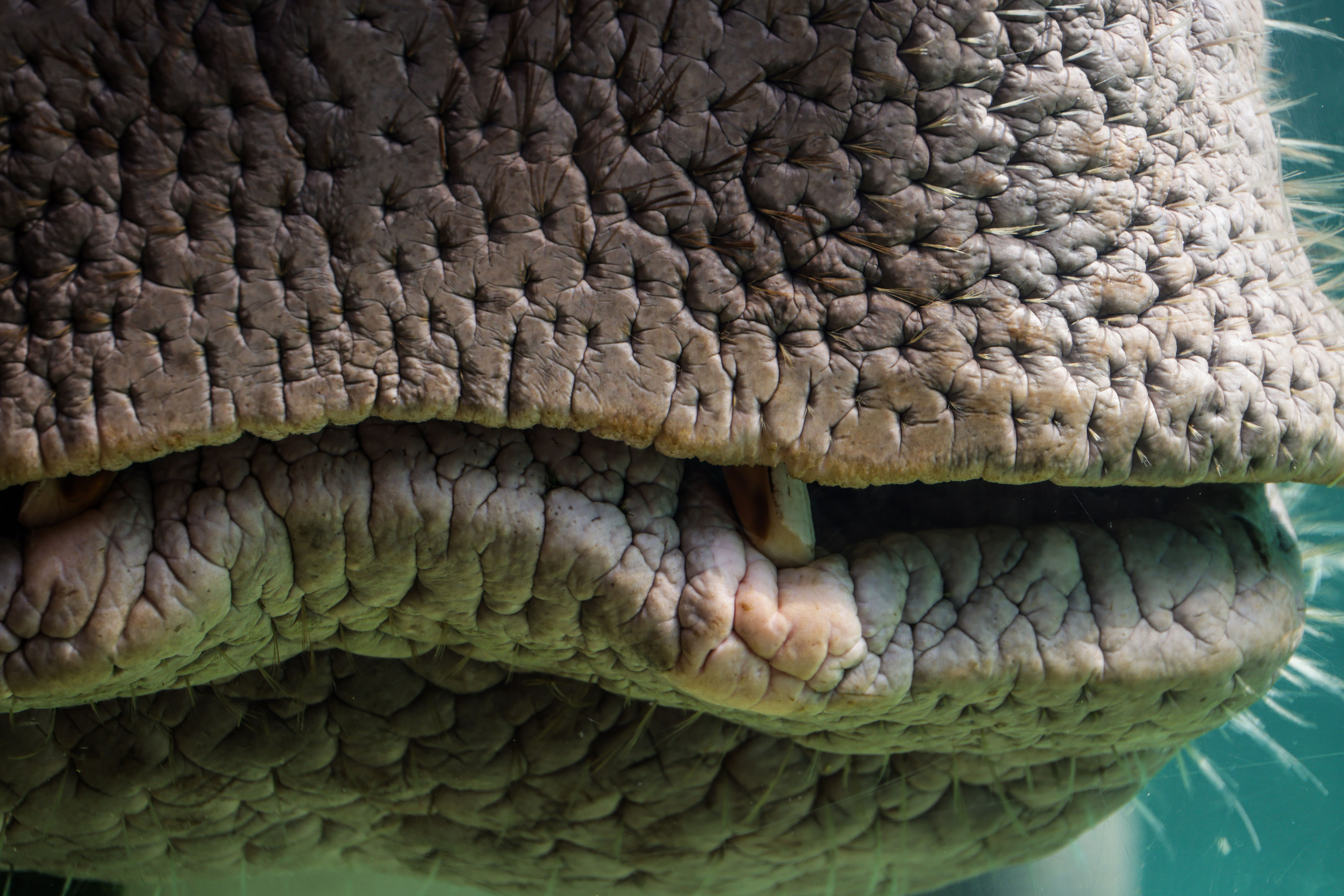 A close-up of a hippopotamus's mouth showing the rough texture of its skin.