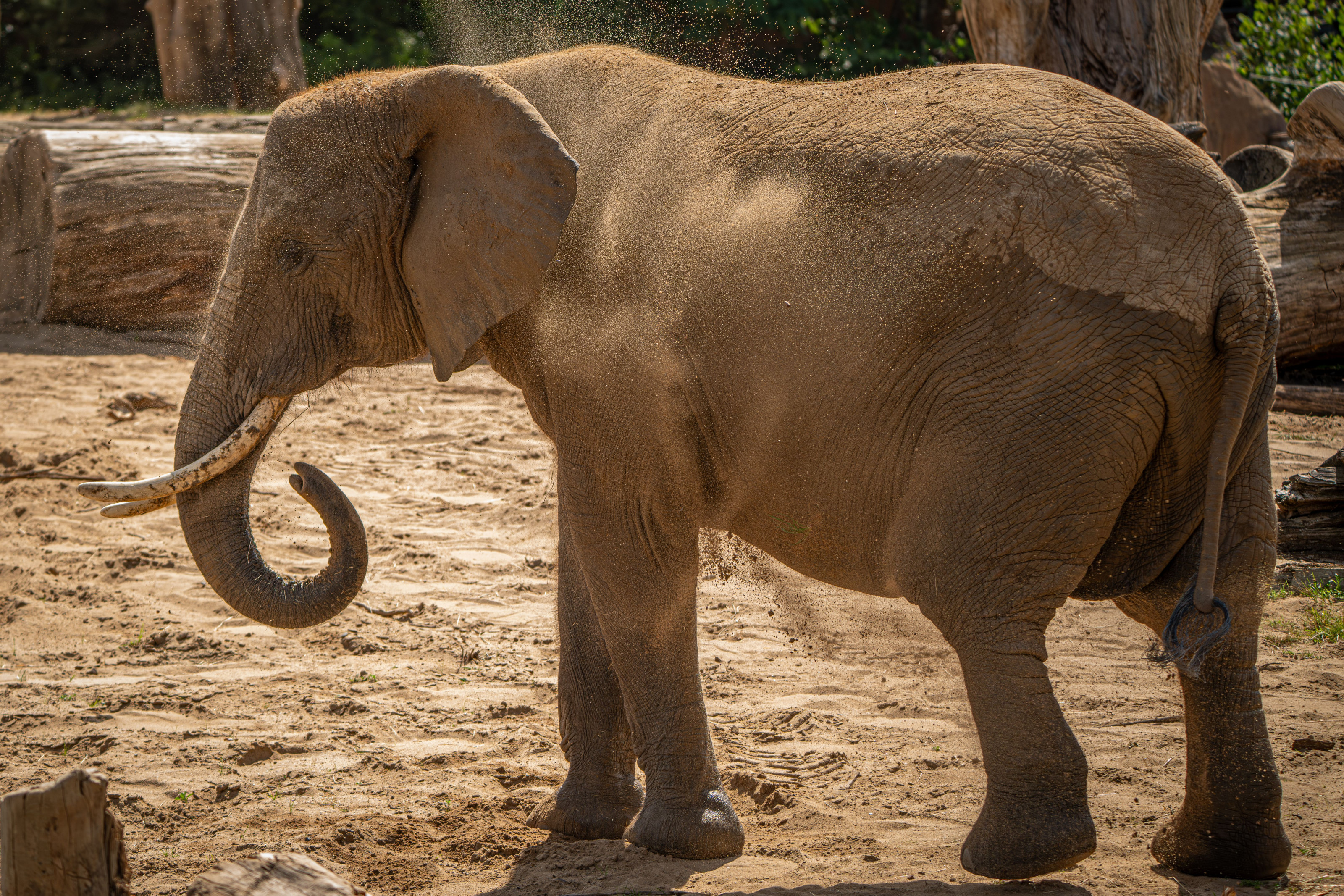 An elephant throws a cloud of red dust over its back while bathing in the sunlit savanna.
