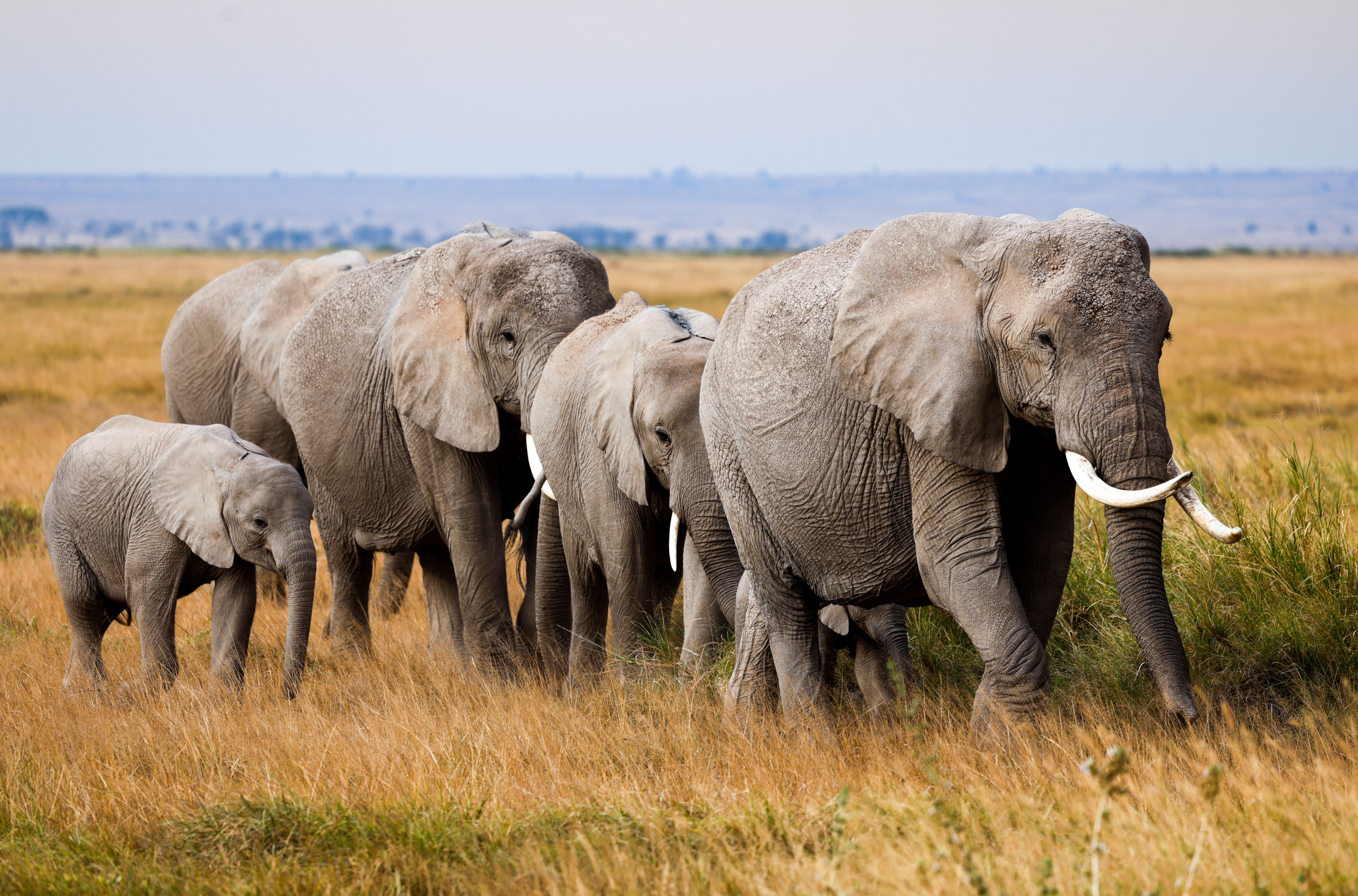 A herd of elephants with a calf walks through the long grass of the Maasai Mara.
