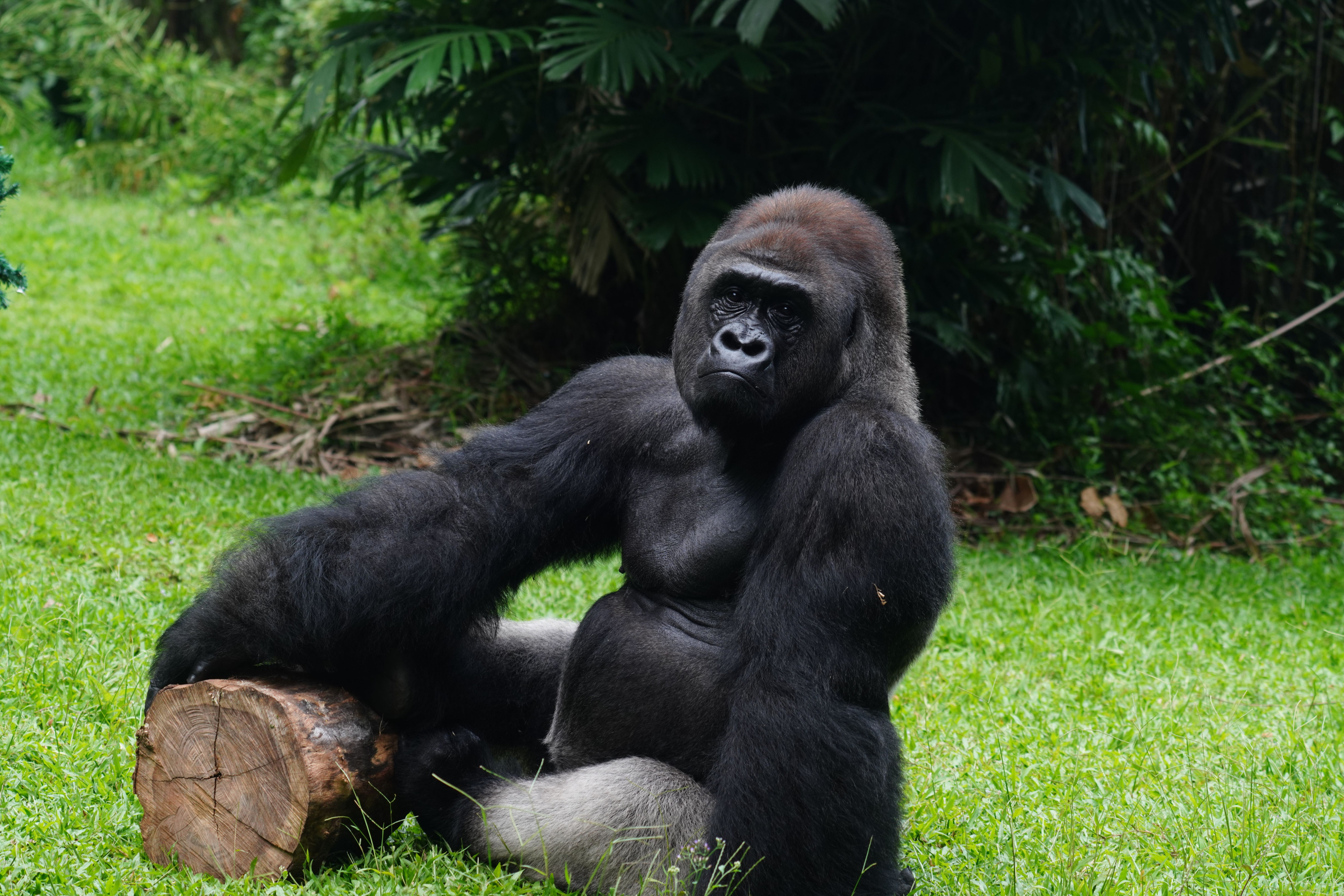 A gorilla rests calmly on a fallen log in a lush green forest clearing.