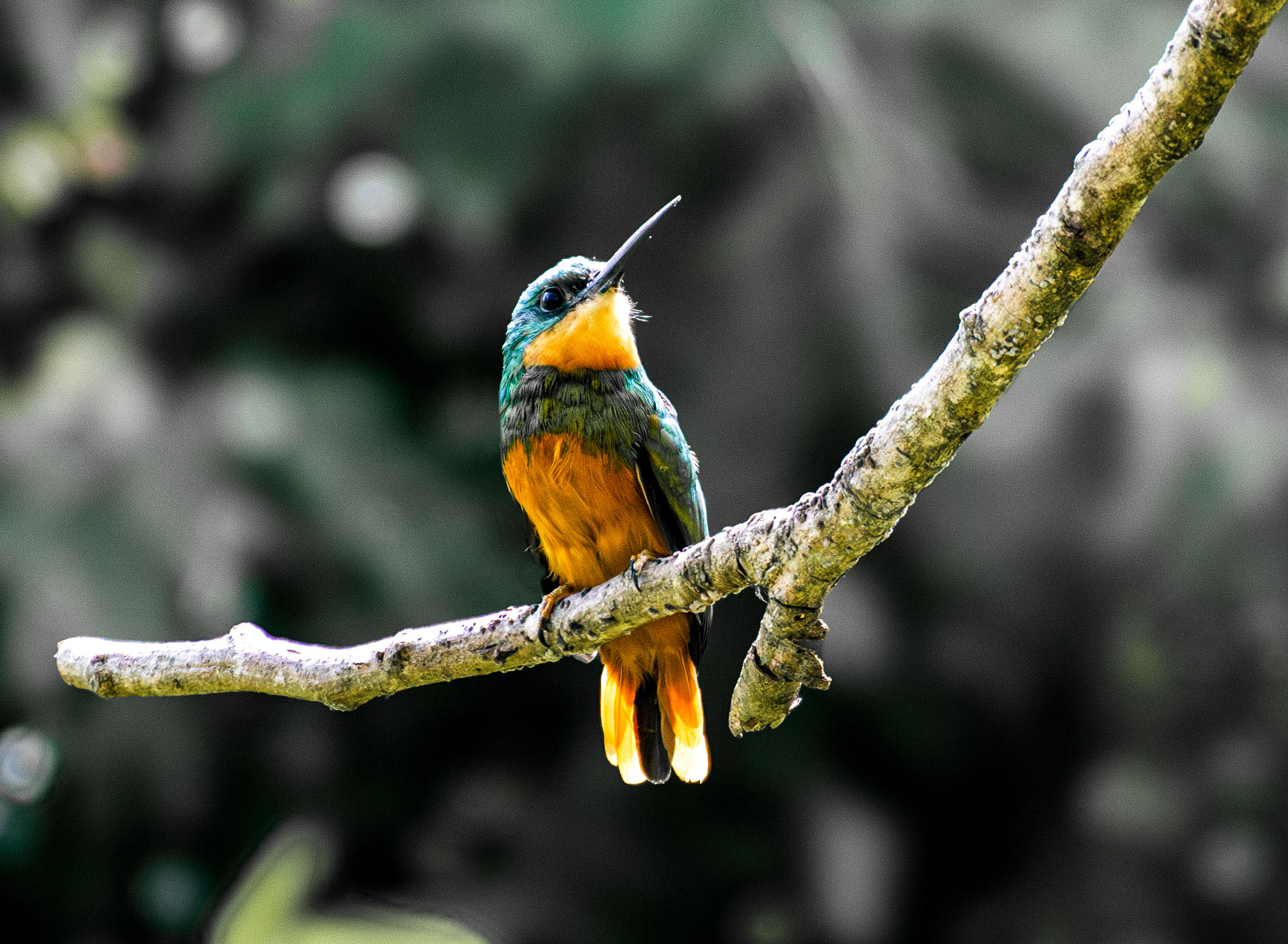 A colorful kingfisher perches on a branch against a softly blurred forest background.