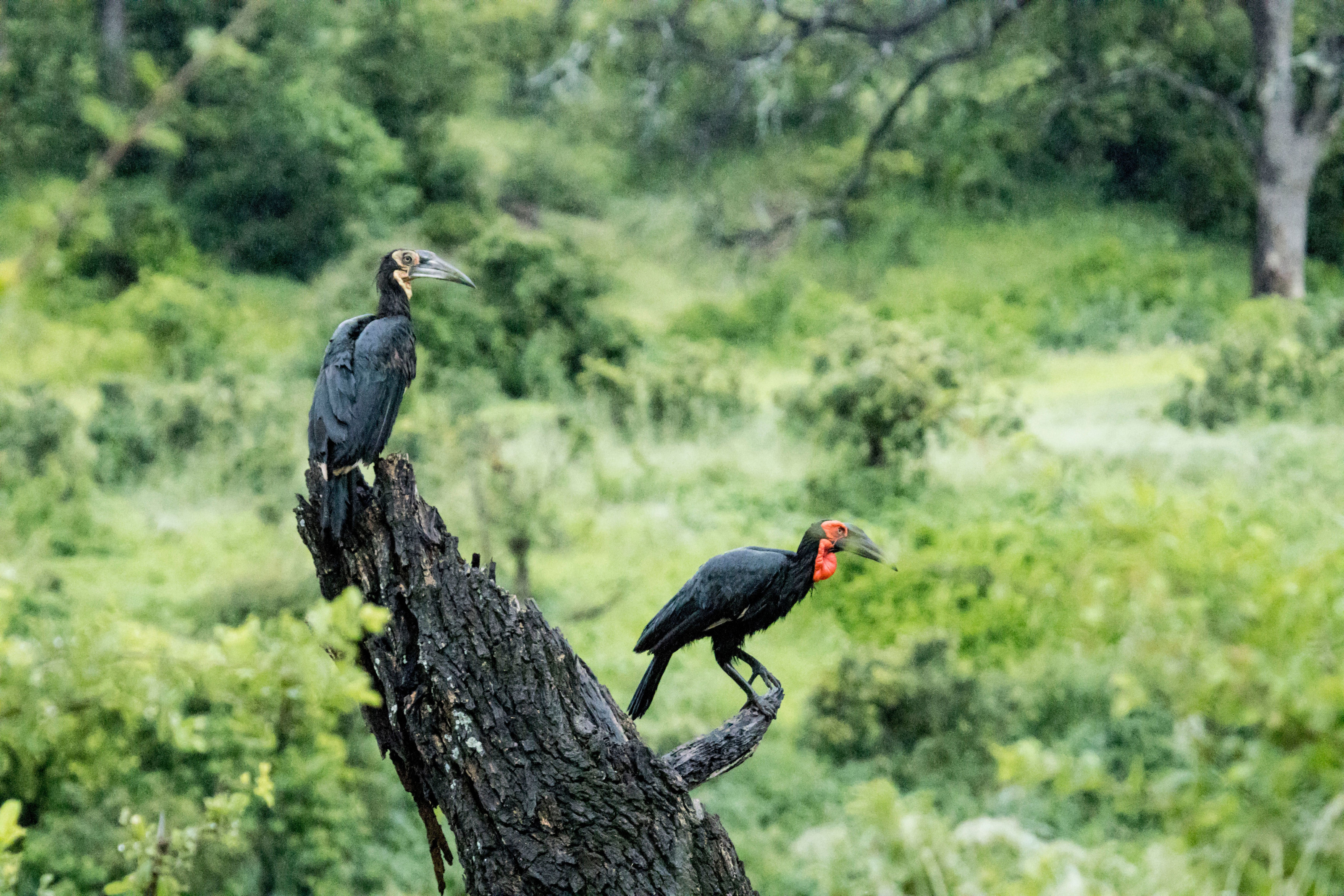 A pair of ground hornbills perched together in a lush green setting.