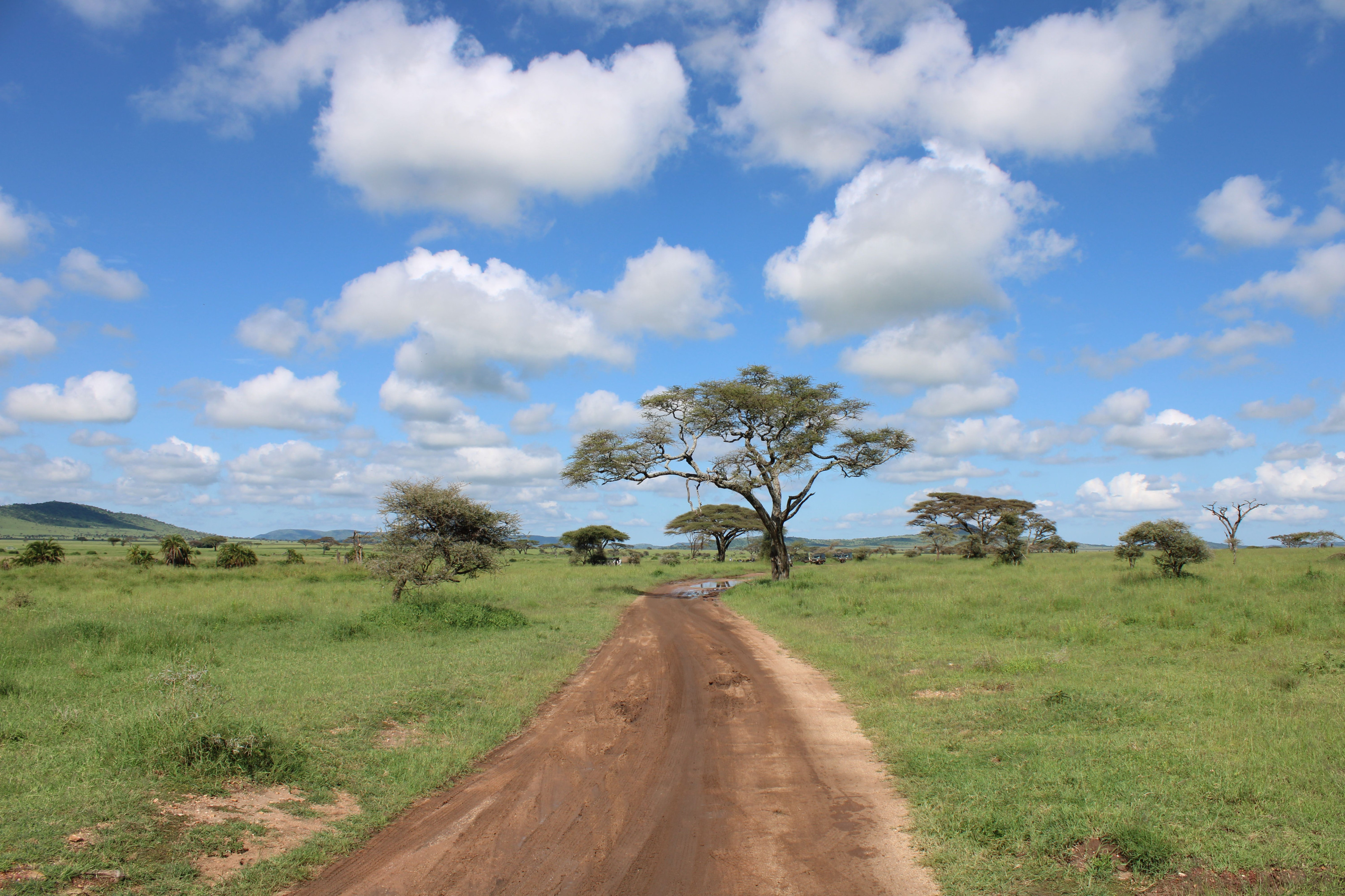 A dirt track curves through open Serengeti grassland dotted with flat-topped acacia trees.
