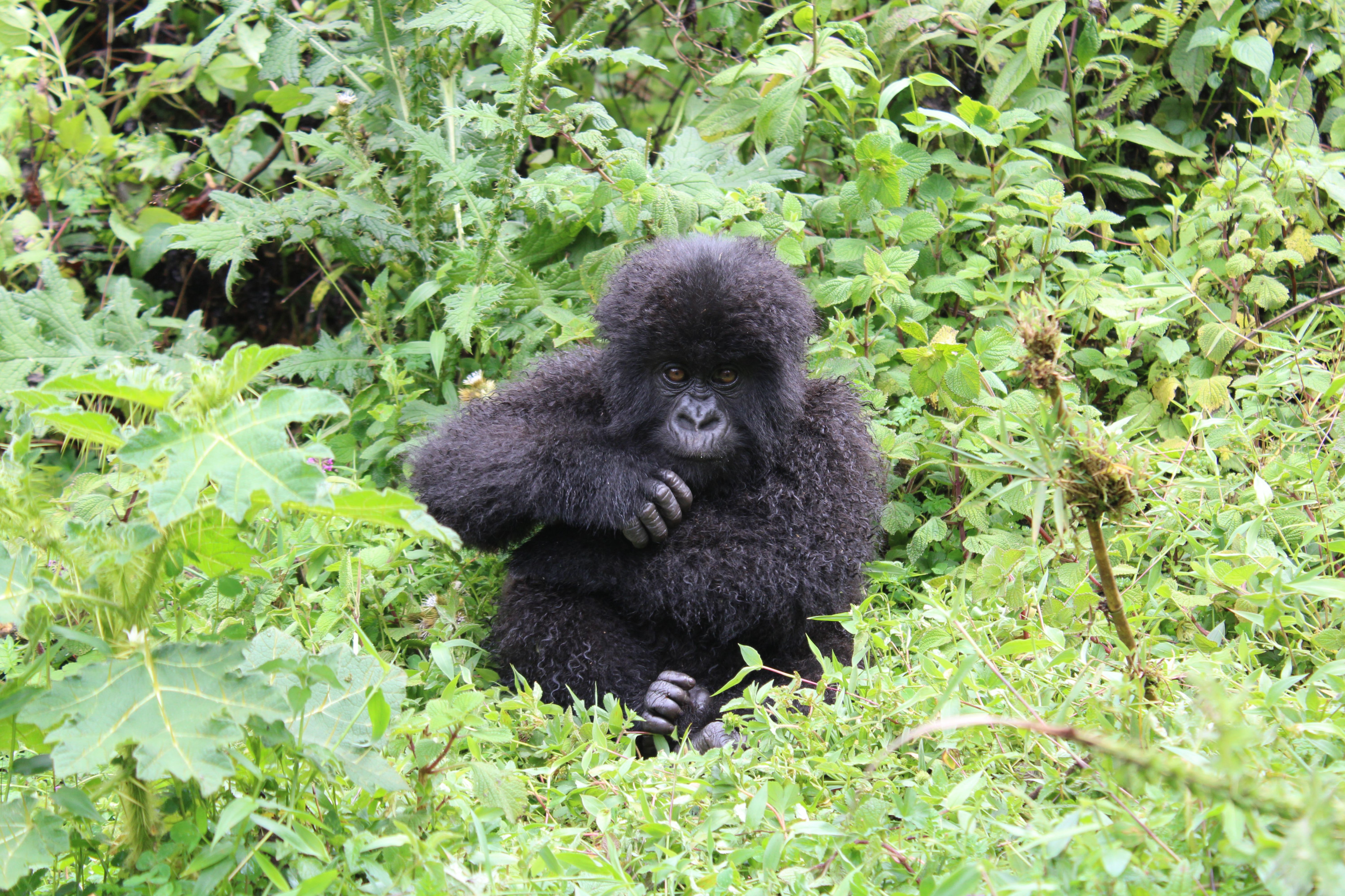 A young mountain gorilla sitting among green foliage in Rwanda's forest.