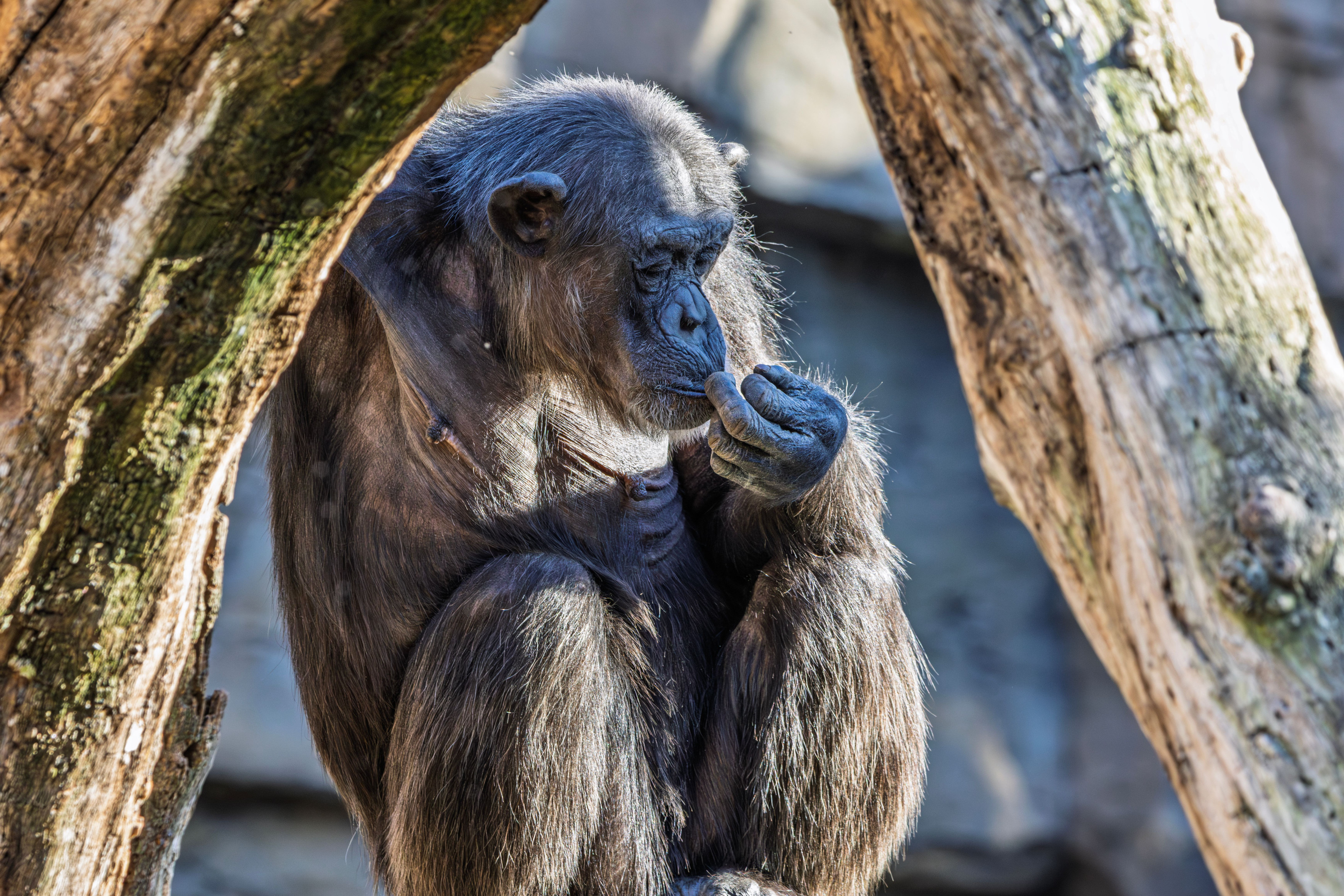 A chimpanzee sitting quietly while holding a leaf among tree branches.