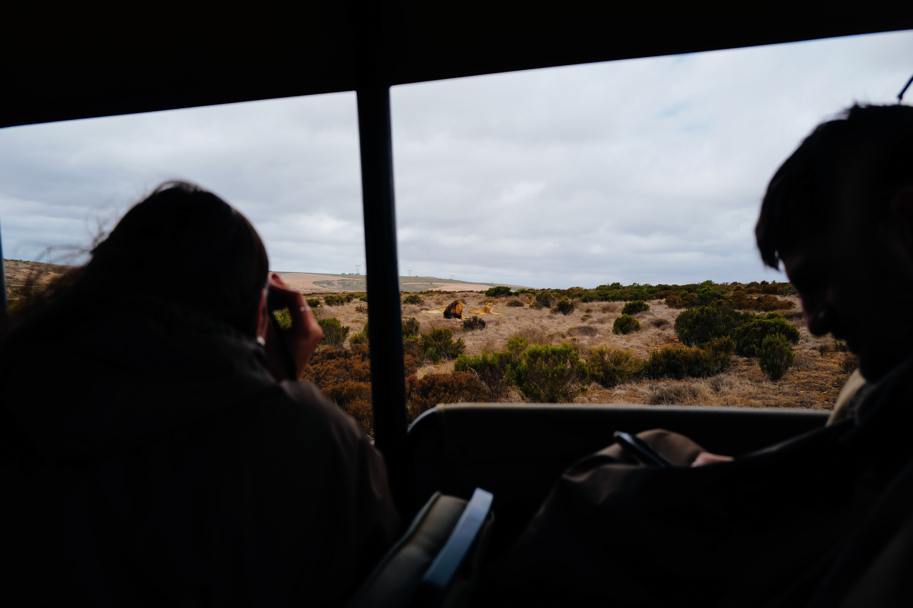 Travelers in an open safari vehicle watch a lion sighting unfold across the savanna.