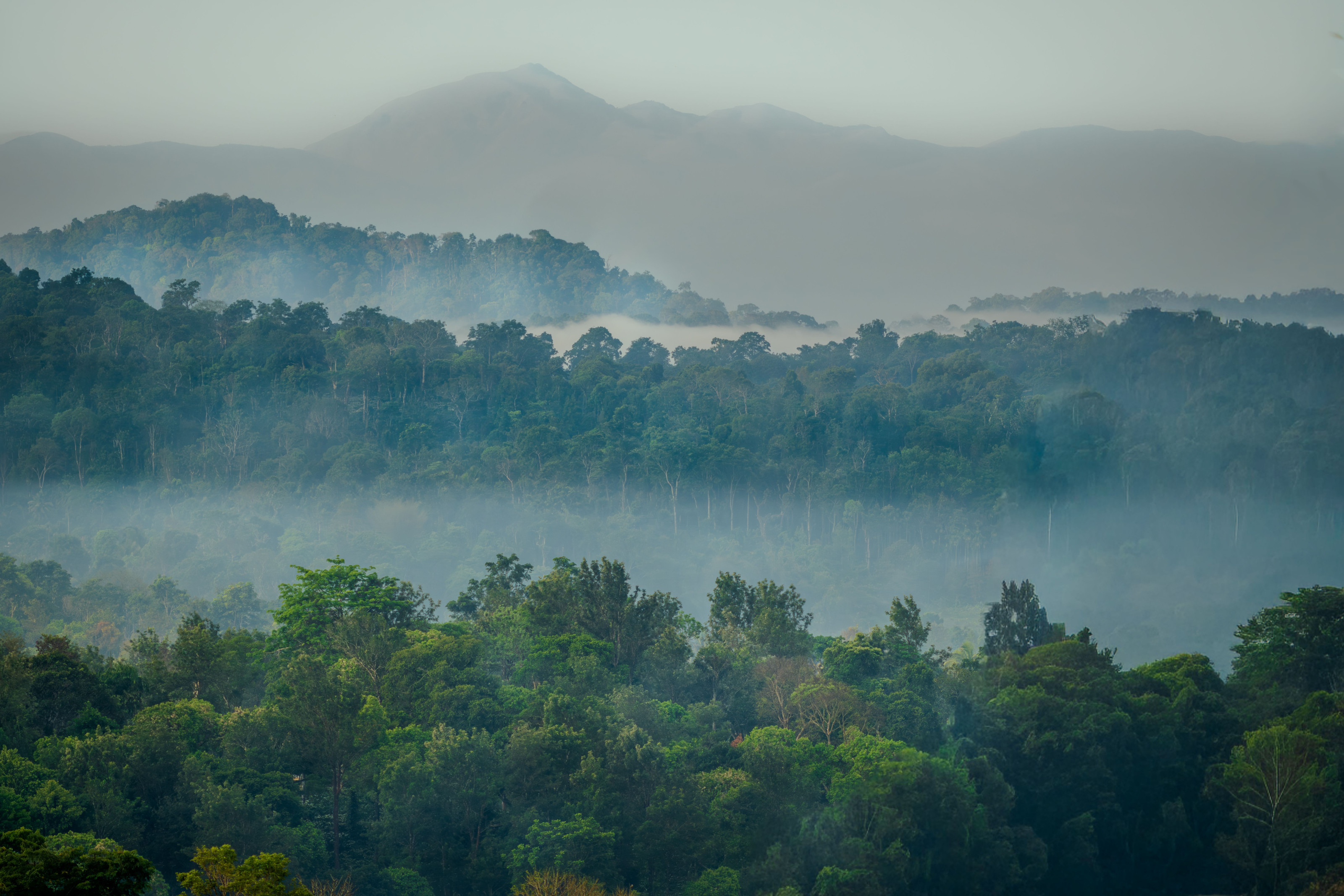 Lush green forest is shrouded in soft mist with mountain silhouettes in the distance.