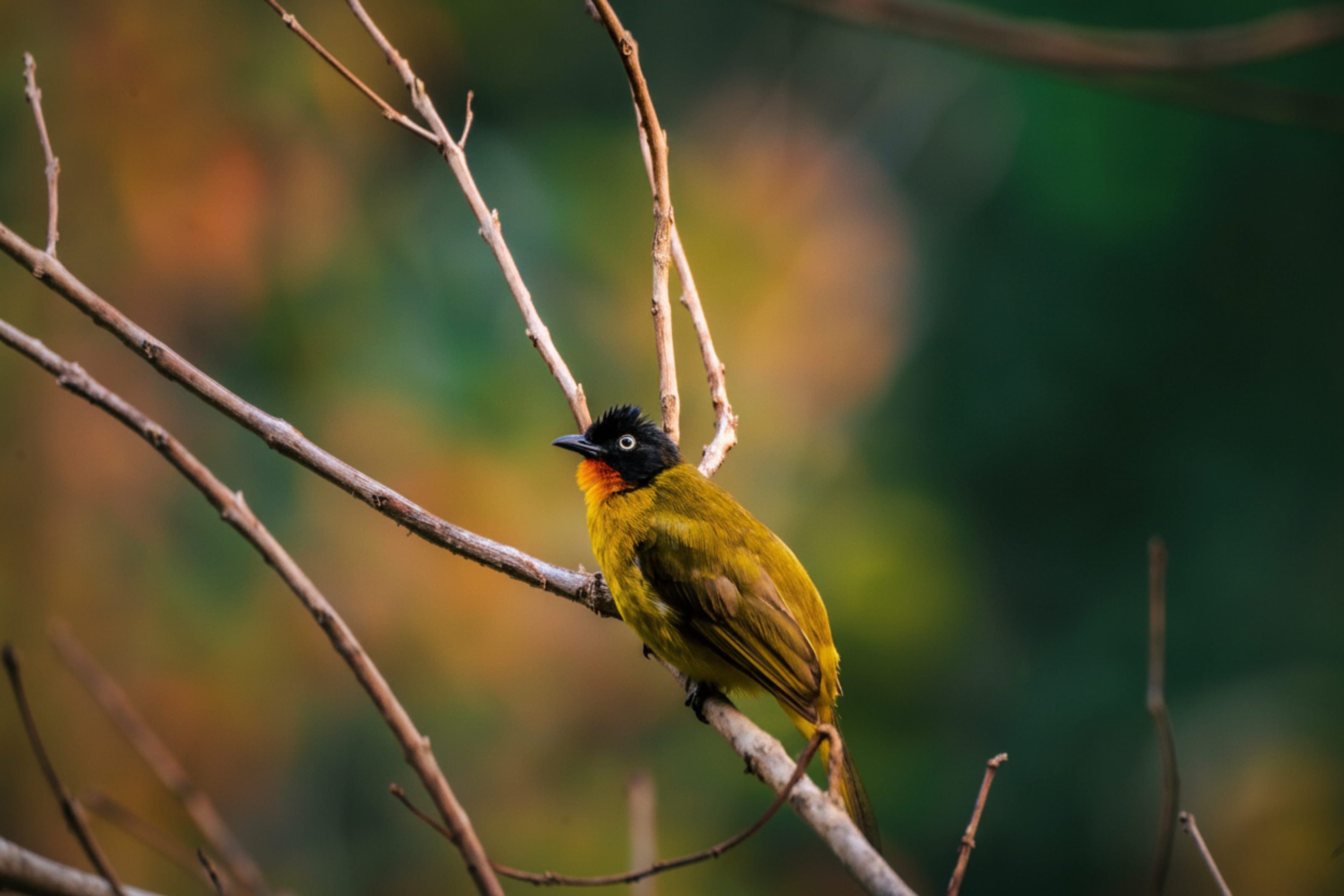 A bird with a black head and bright yellow feathers rests on a bare branch.