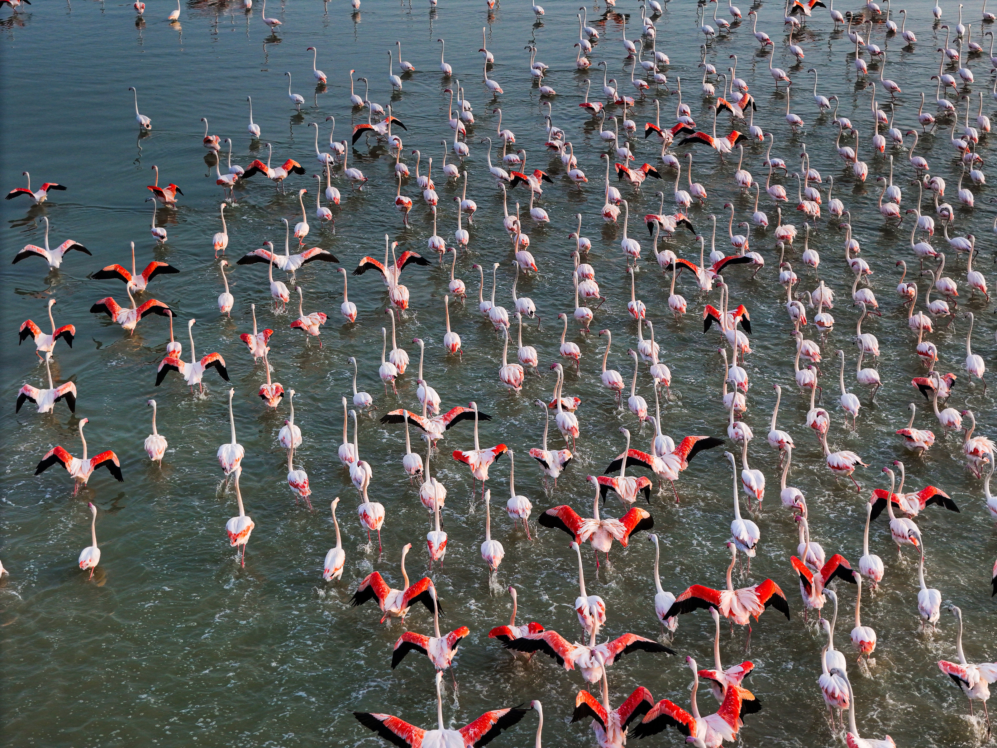 An aerial view of a vast flock of flamingos wading across a shallow lake.