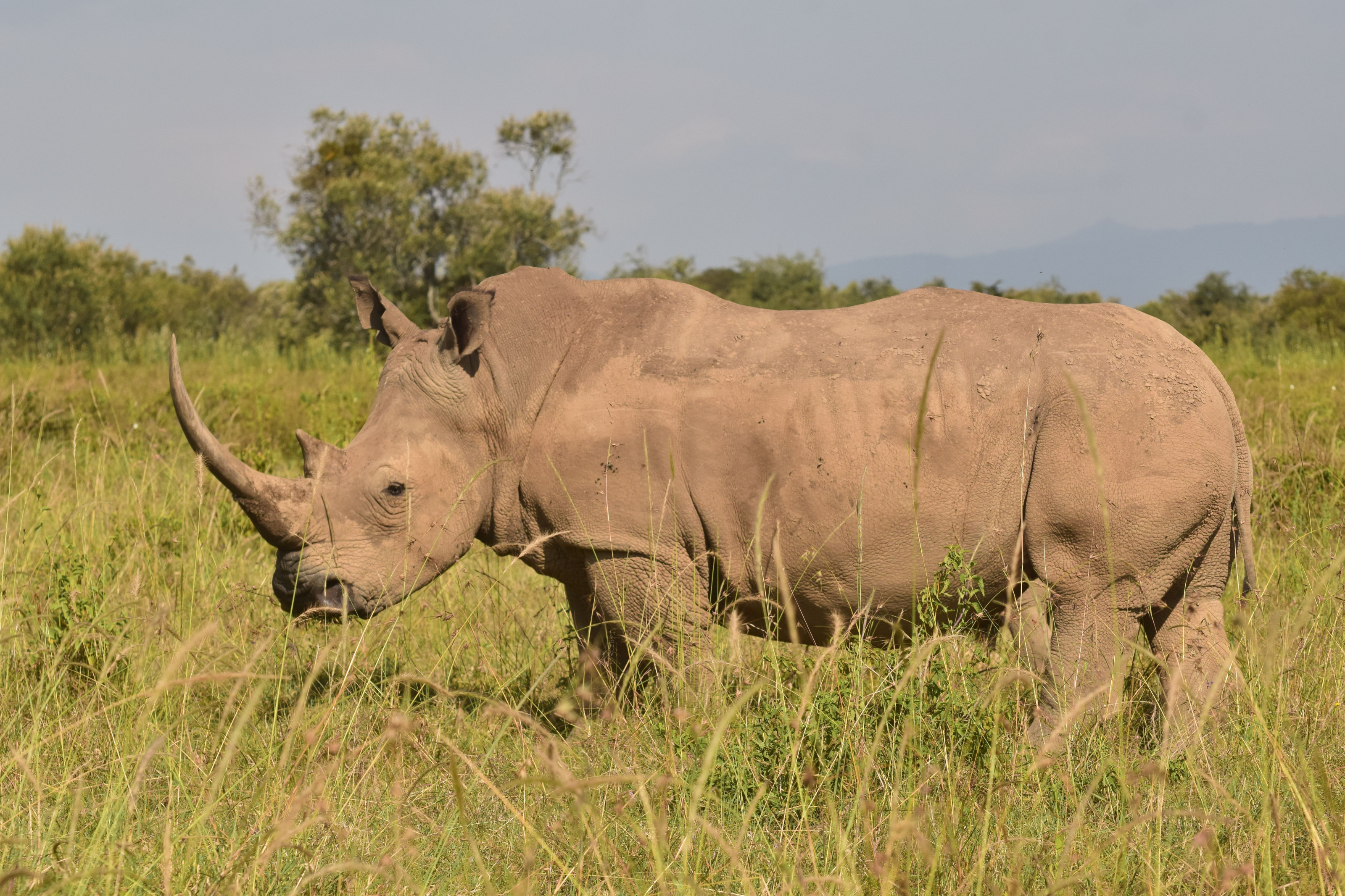 A white rhino grazes calmly across an open, sunlit savanna.