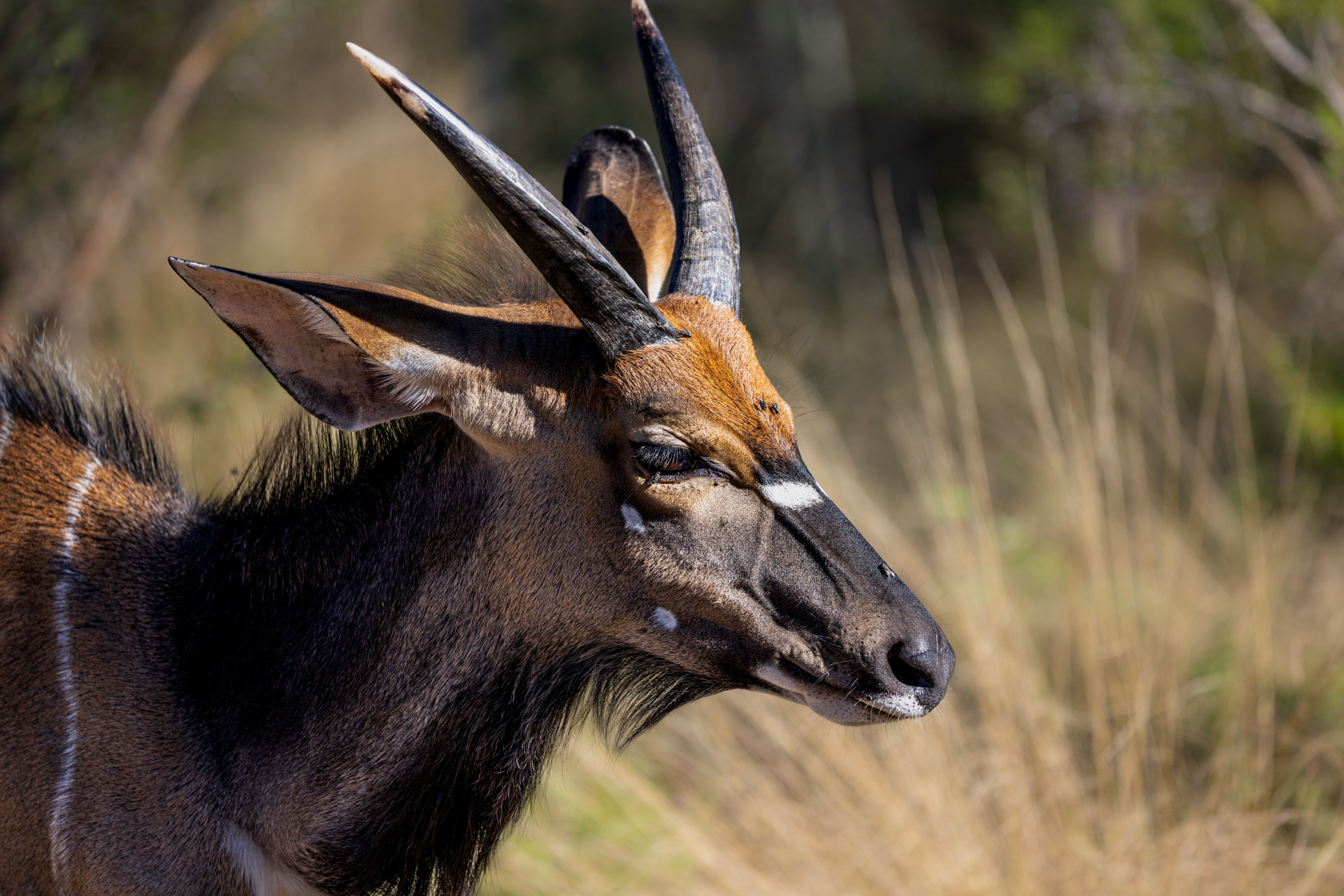 Detailed close-up portrait of a nyala antelope's face and spiraled horns.