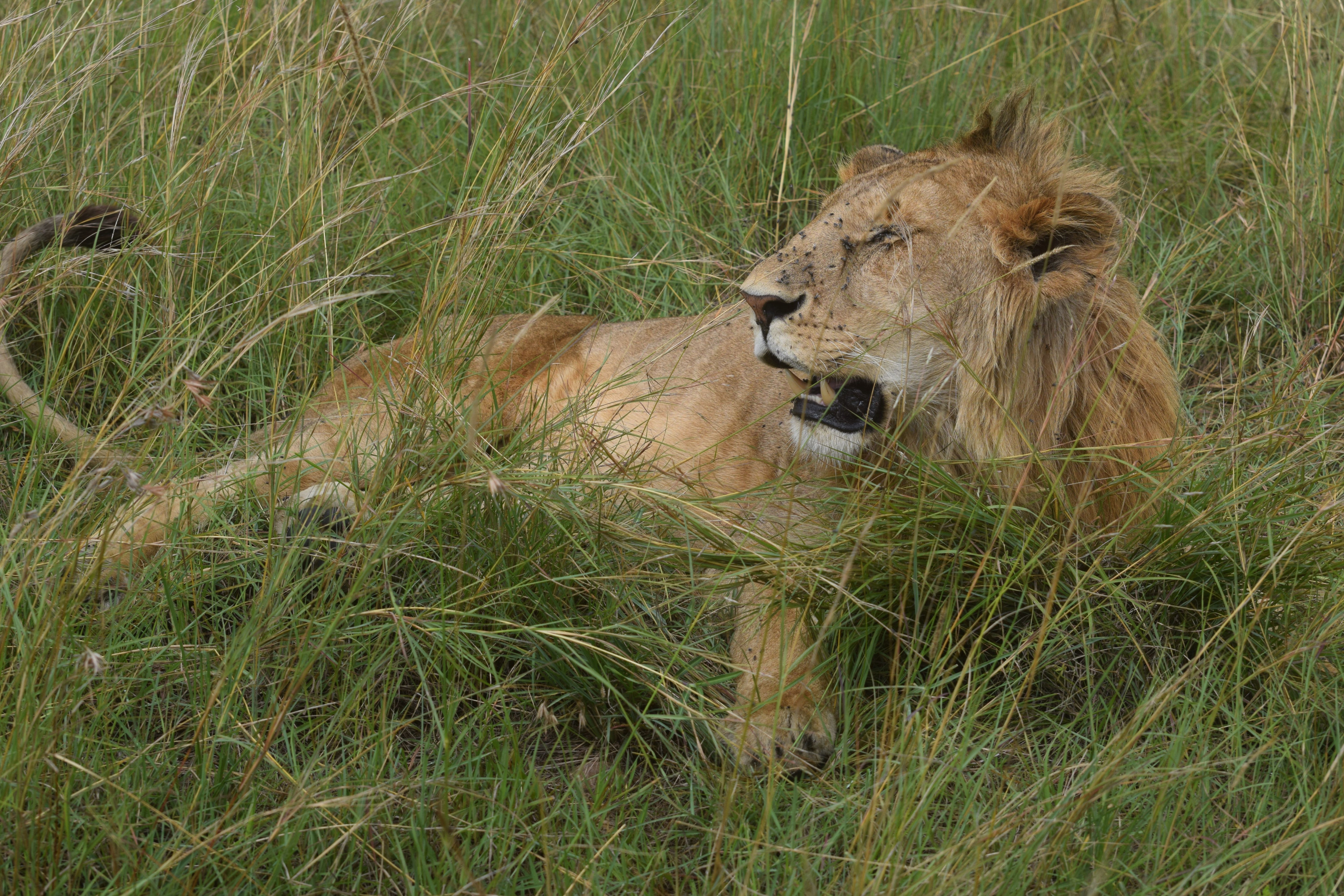 A lion rests low in tall golden grass, its eyes alert to the plains around it.