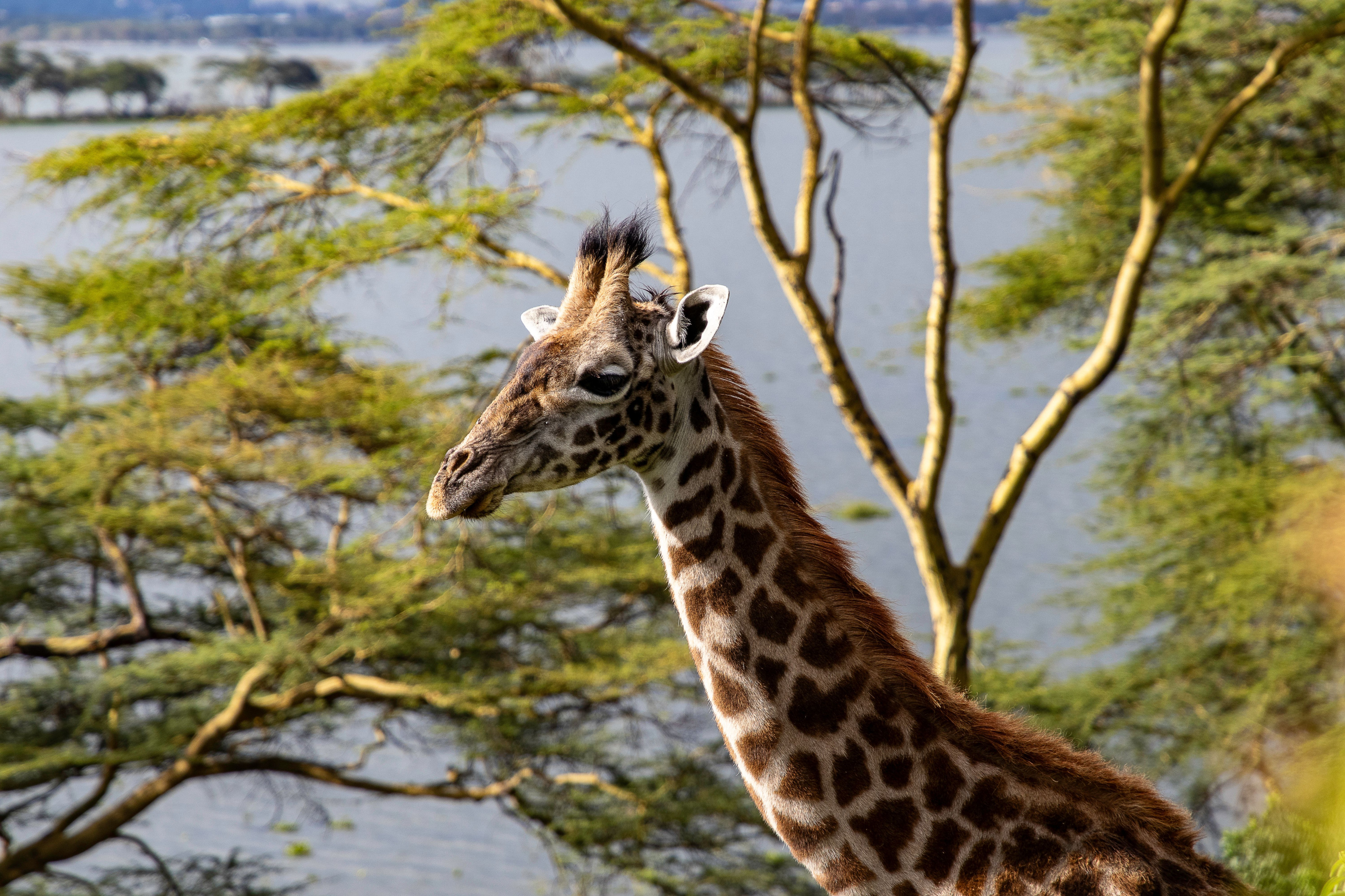 A giraffe standing beside a lake with trees and open sky in the background.