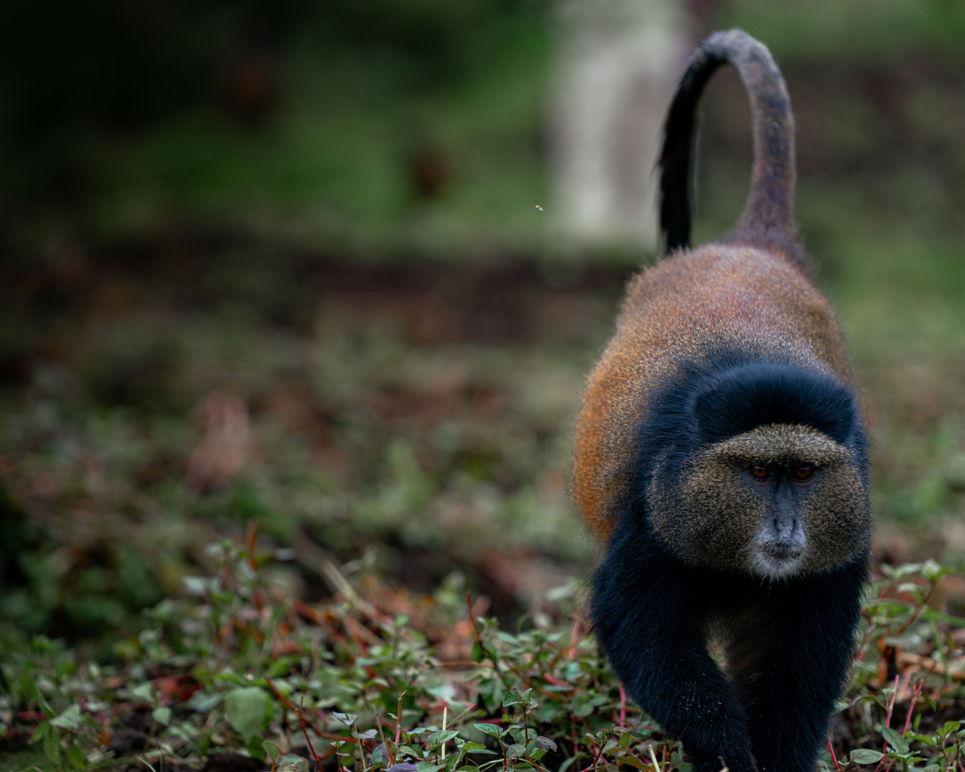 A golden monkey walking across the forest floor amid dense vegetation.