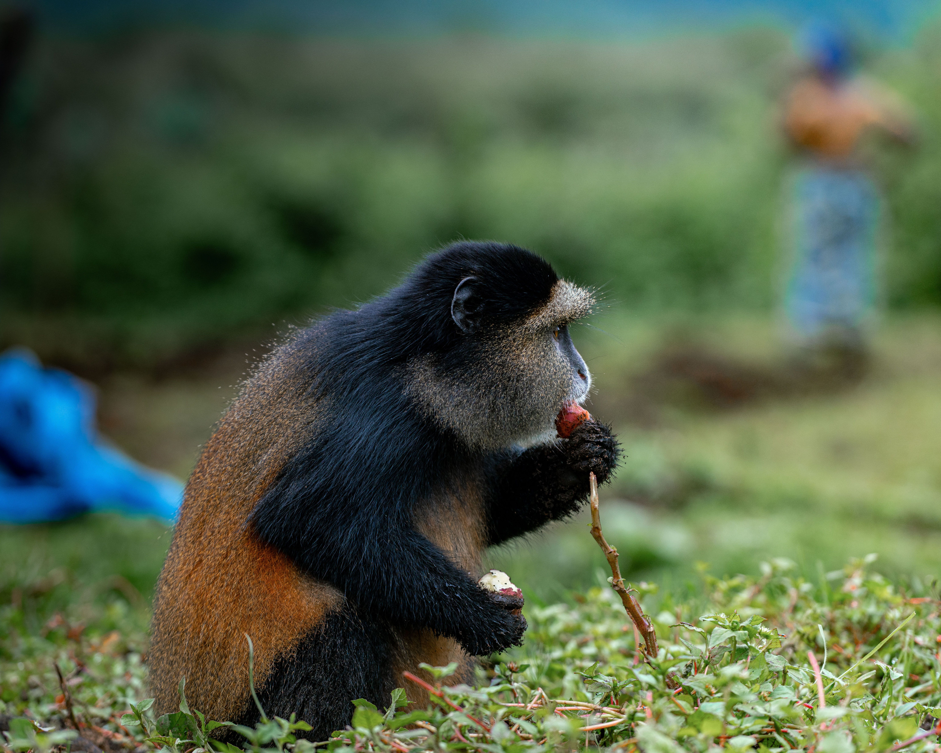 A golden monkey feeds quietly in a lush, green forest environment.