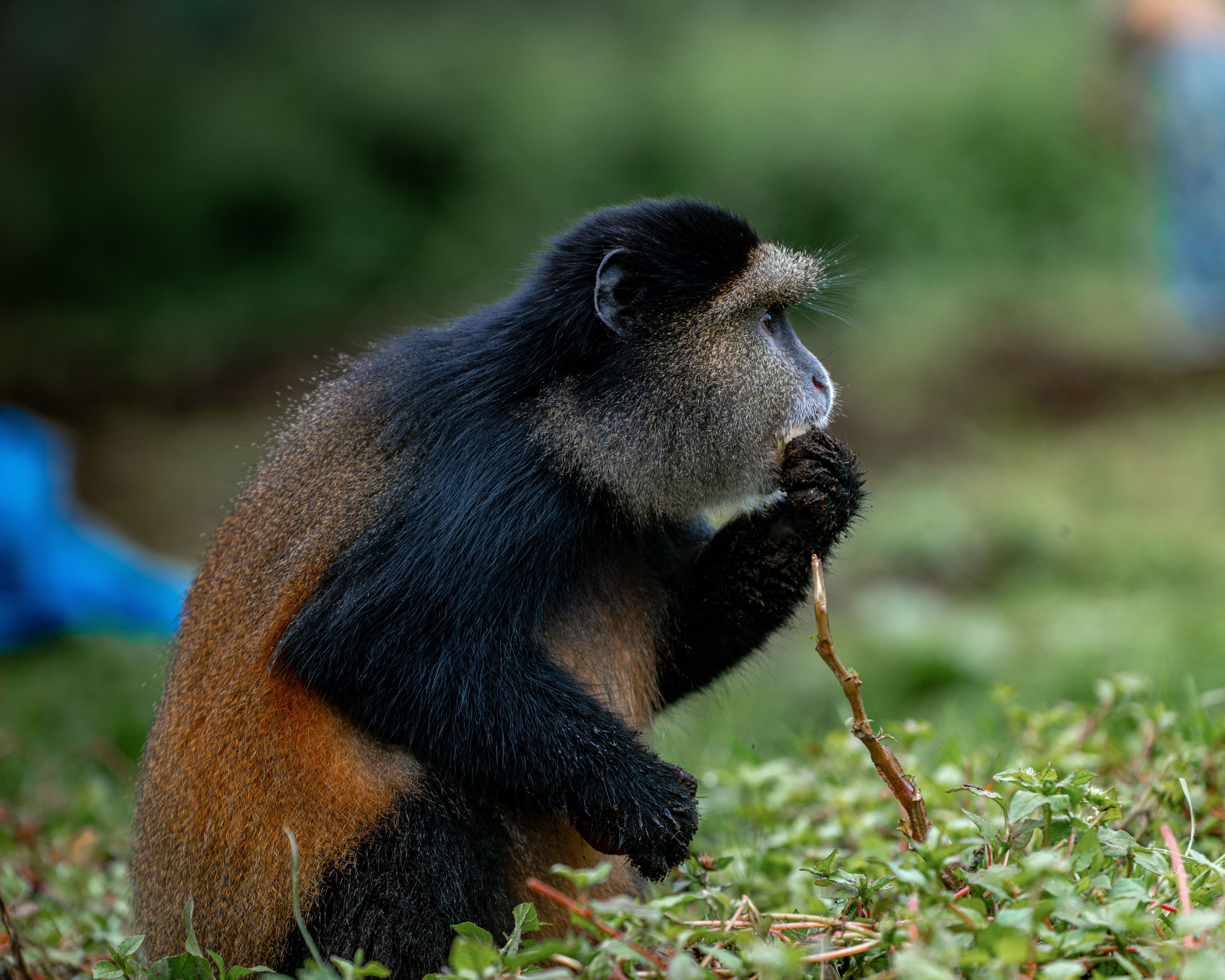 A golden monkey feeding on a stick in dense green forest habitat.