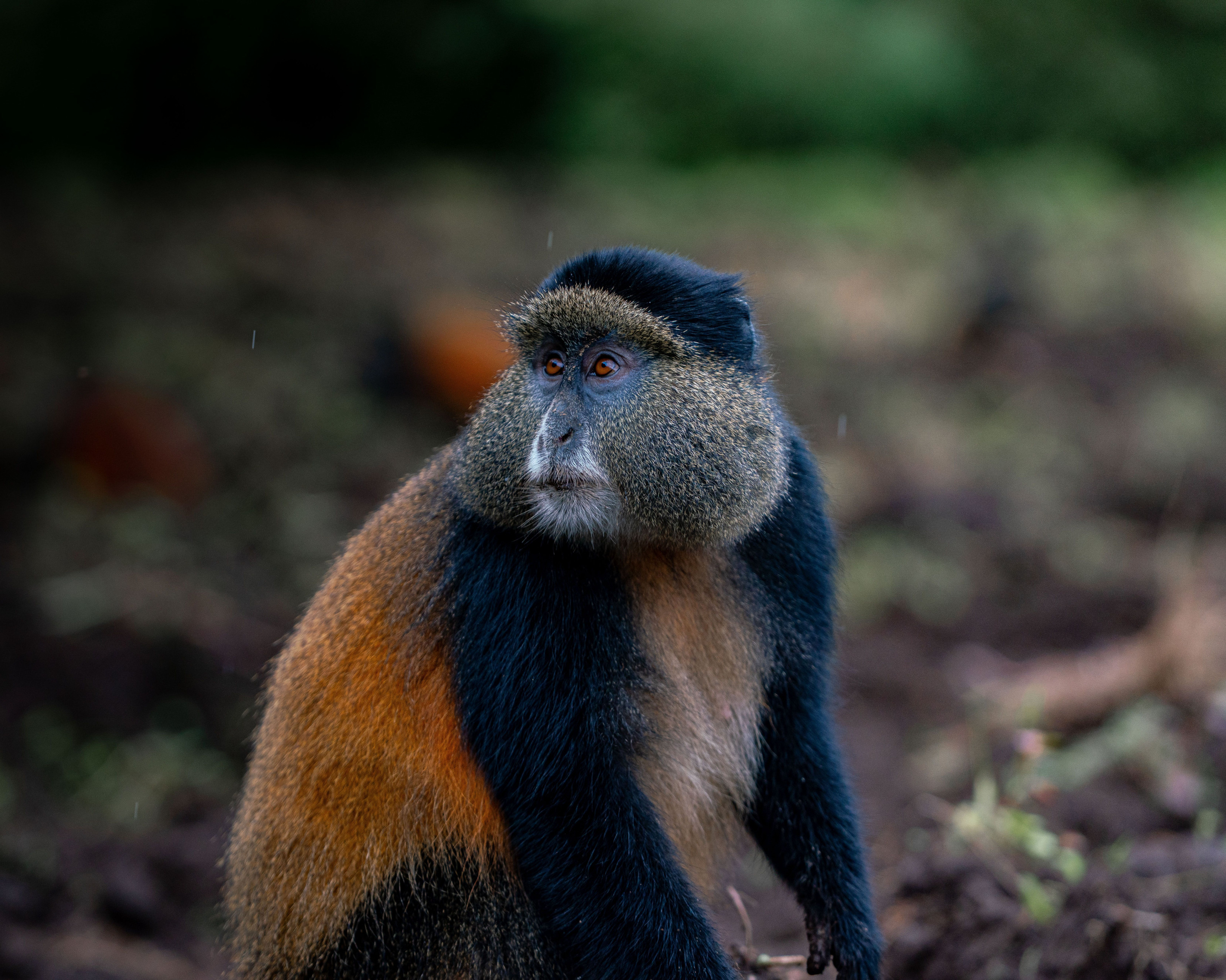 A golden monkey sits alertly among dense forest vegetation, gazing thoughtfully.