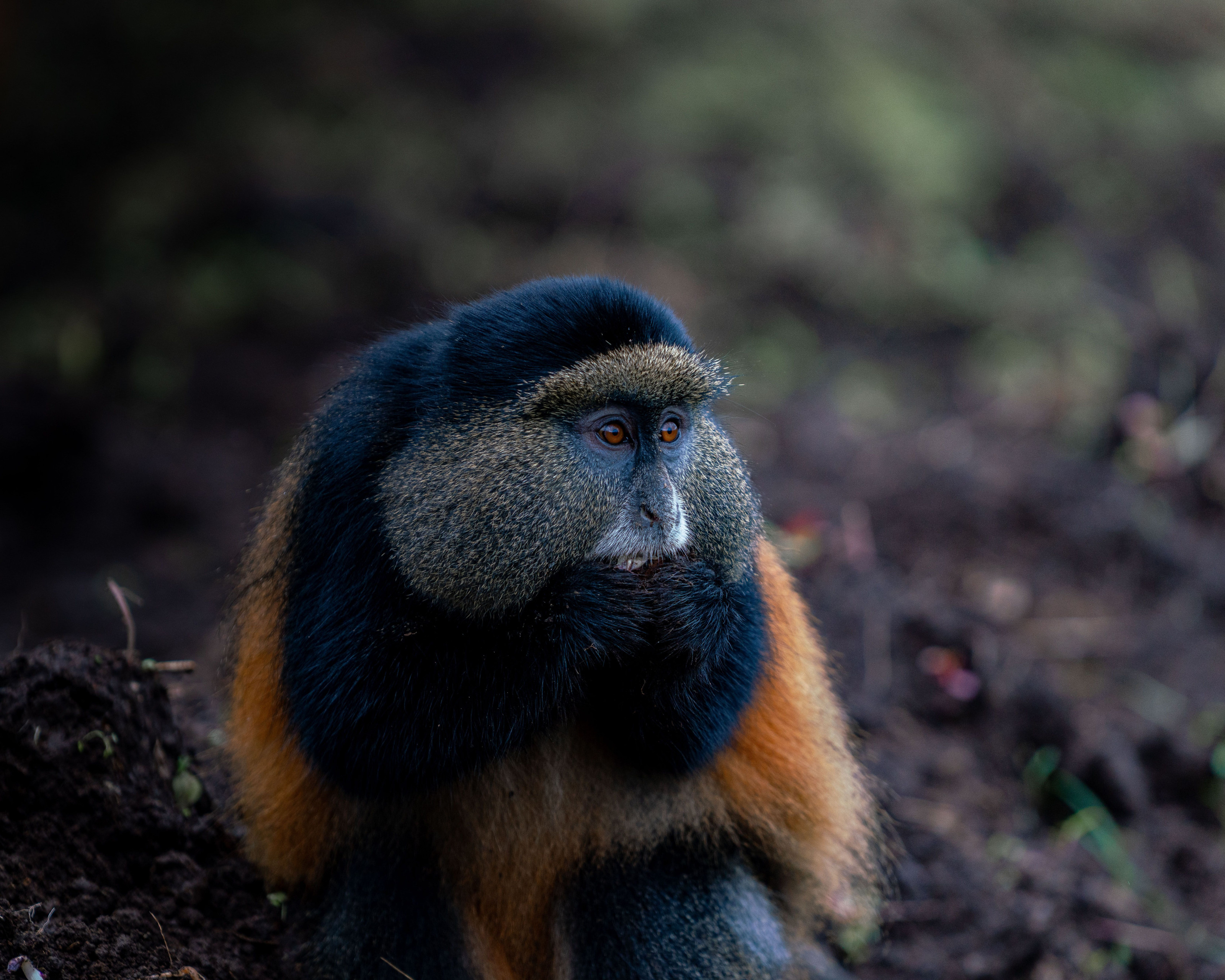 A golden monkey perches among green bamboo stalks in its mountain forest home.