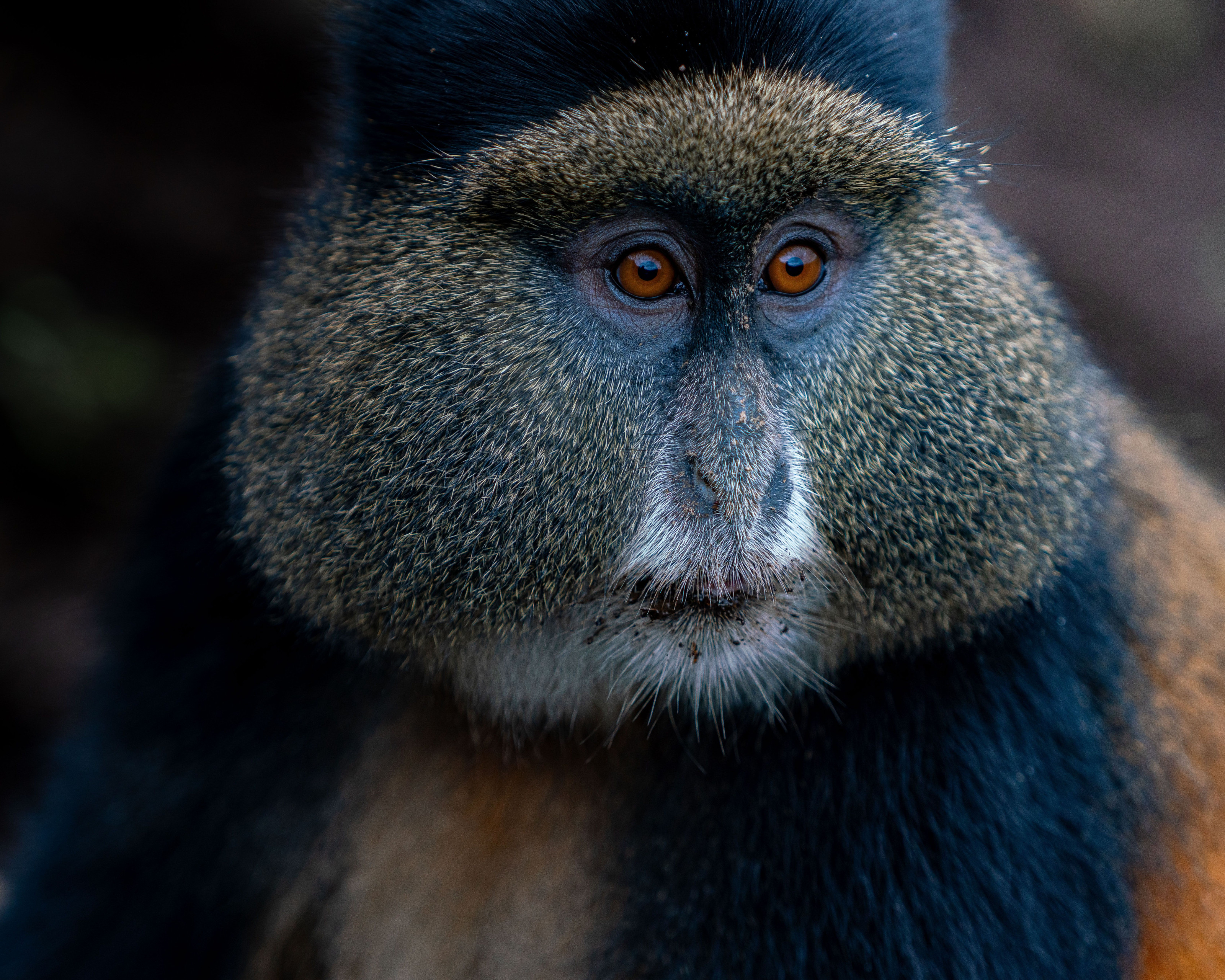 A close-up portrait of a golden monkey with expressive eyes.