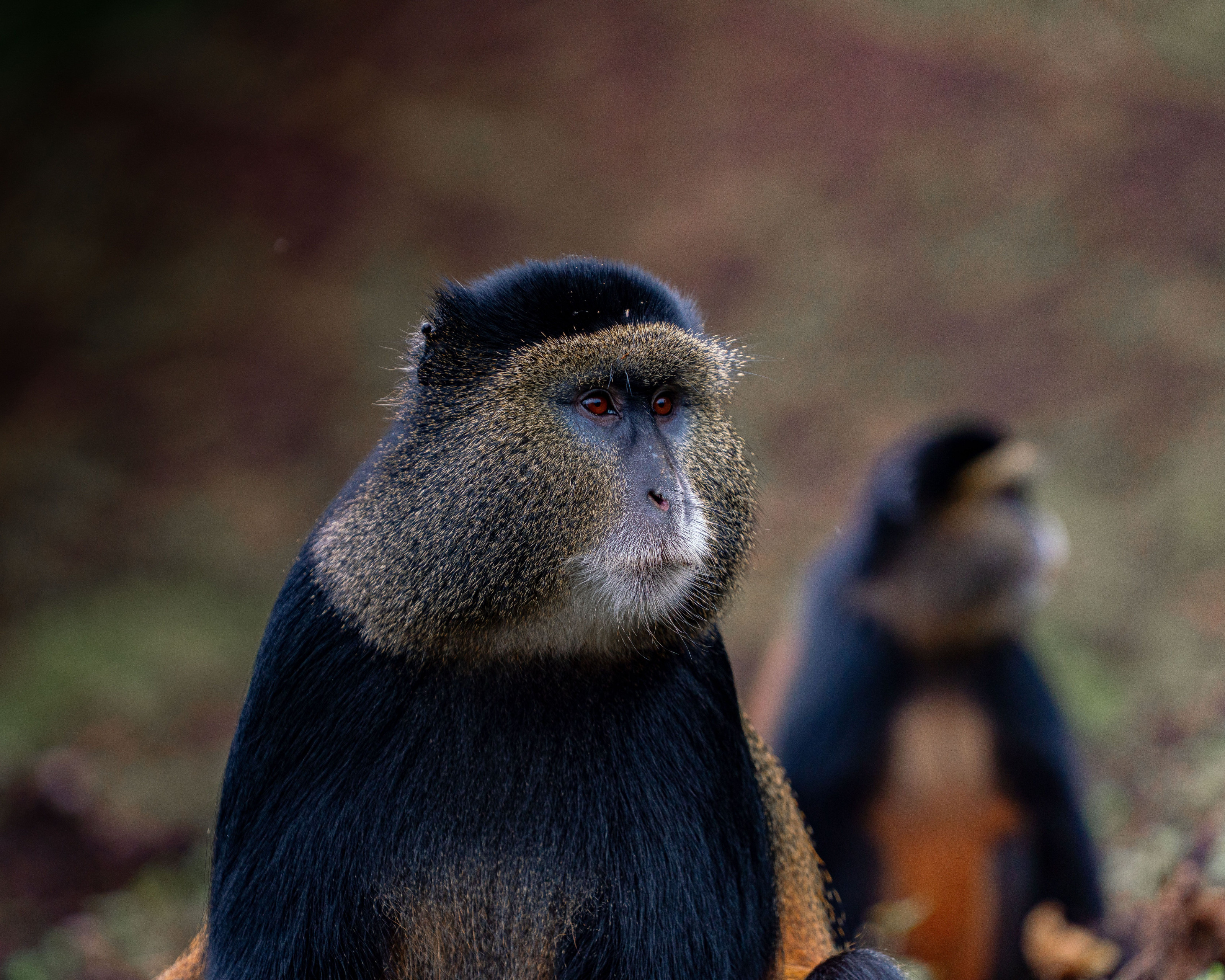 A golden monkey pauses in the dense bamboo undergrowth, its amber fur catching soft light.