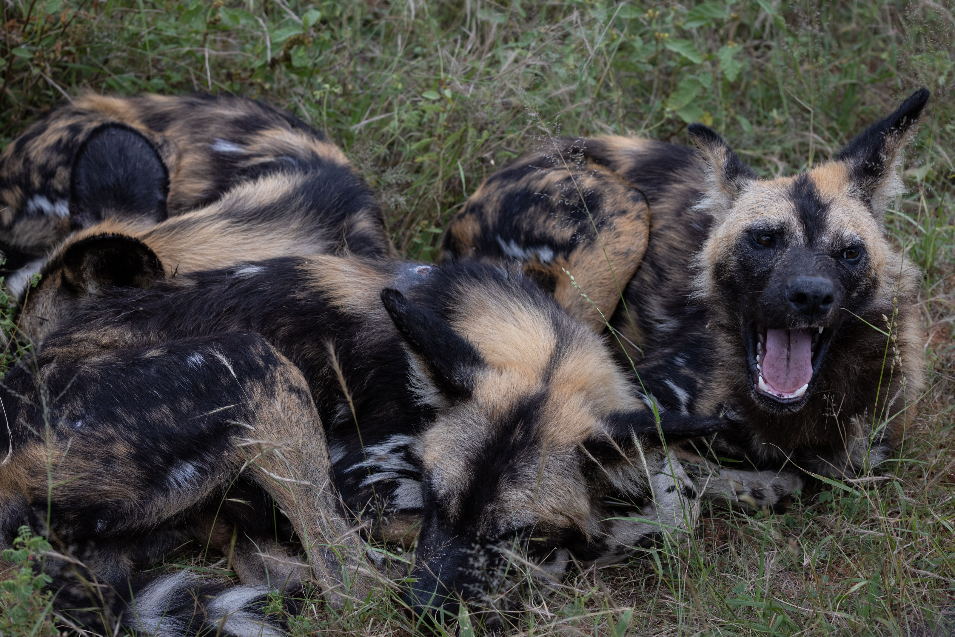 A pack of African wild dogs rests together in the grass.