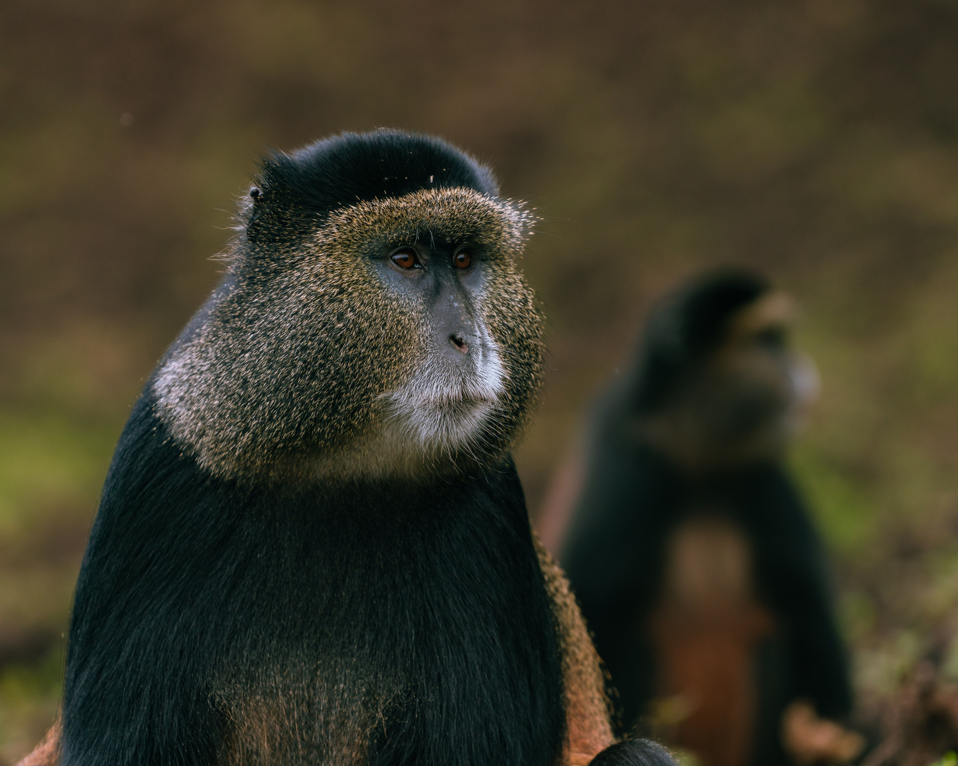 A golden monkey rests in lush green forest vegetation near Musanze, Rwanda.