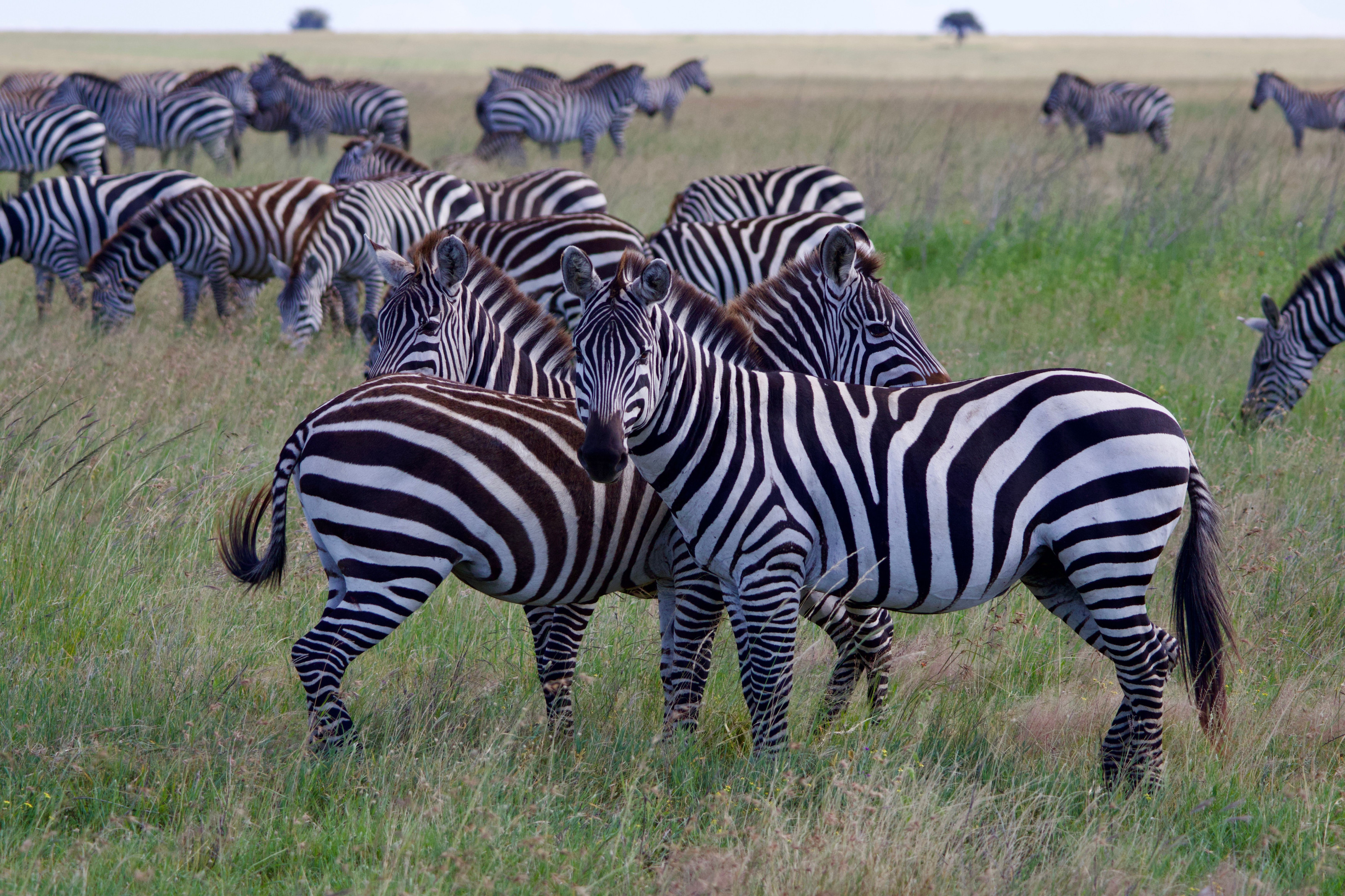 A large herd of zebras grazes across the lush grasslands of the Serengeti.