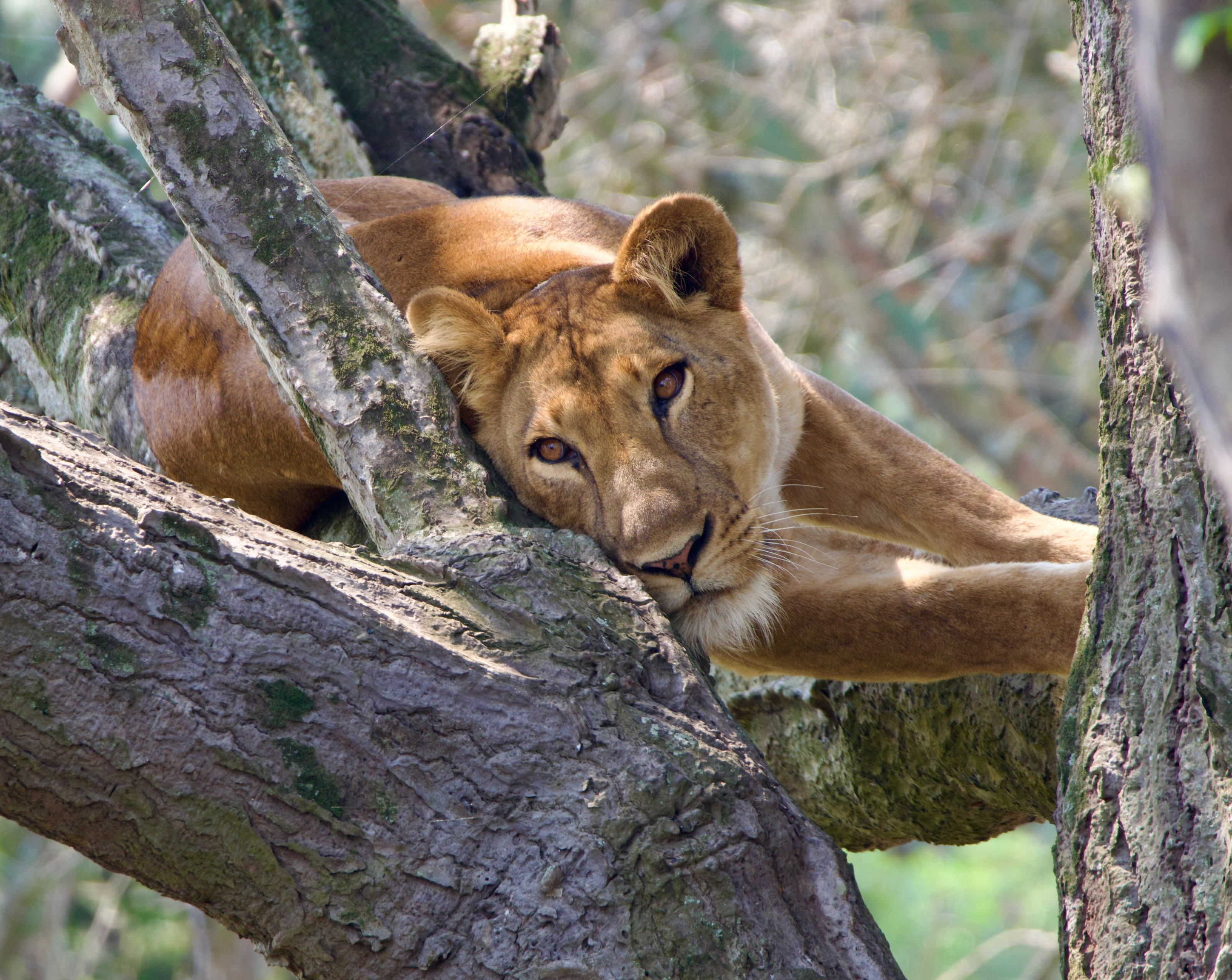 A lion rests draped along the branches of a large tree in the Ugandan savanna.