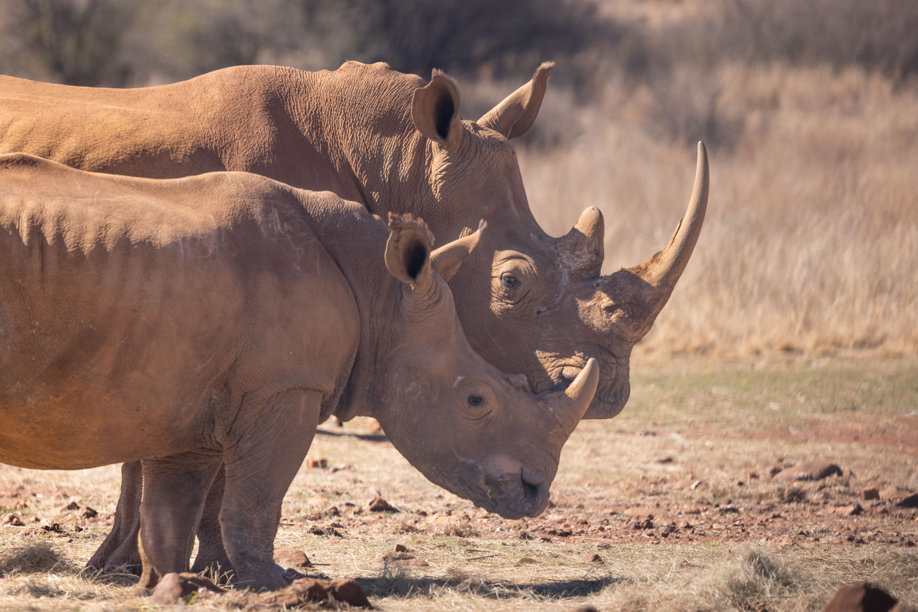 Two white rhinos stand side by side on the dry savanna landscape.