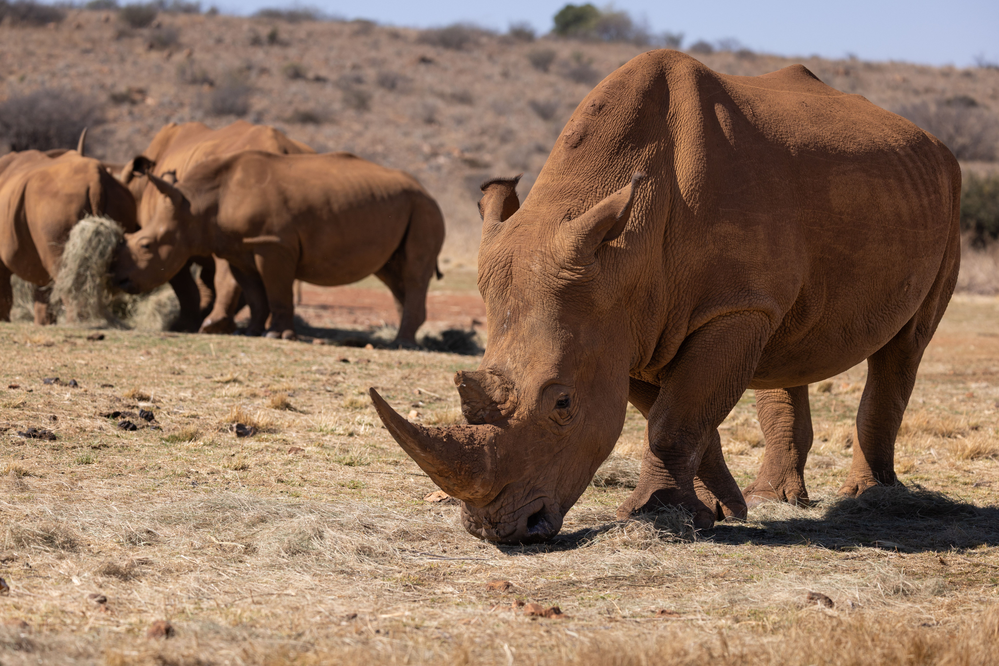 A small group of rhinos grazes together across the African savanna.
