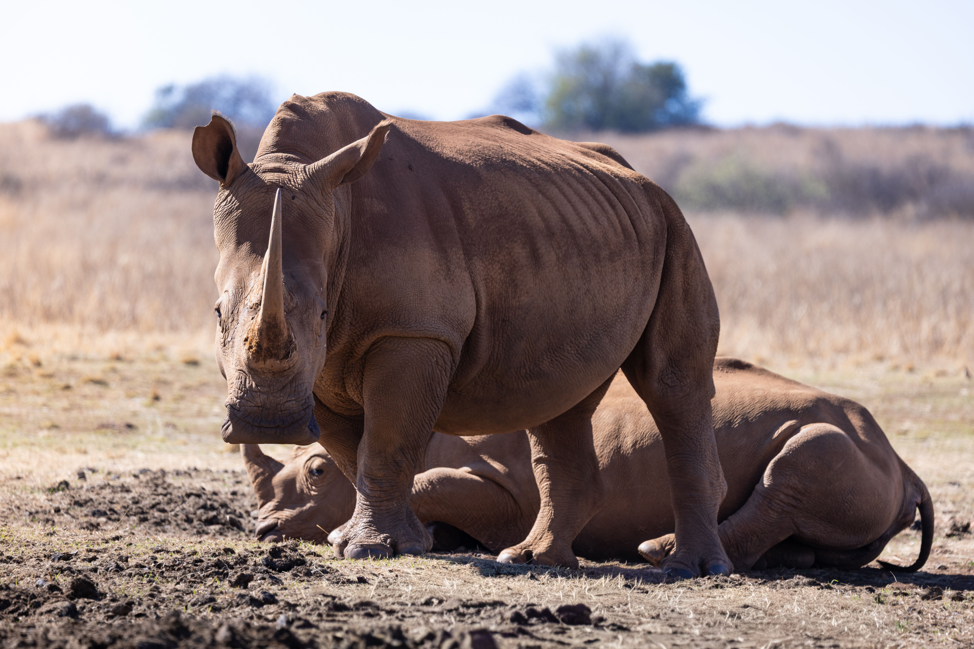 Two white rhinos rest side by side in a wide, dry grassland clearing.