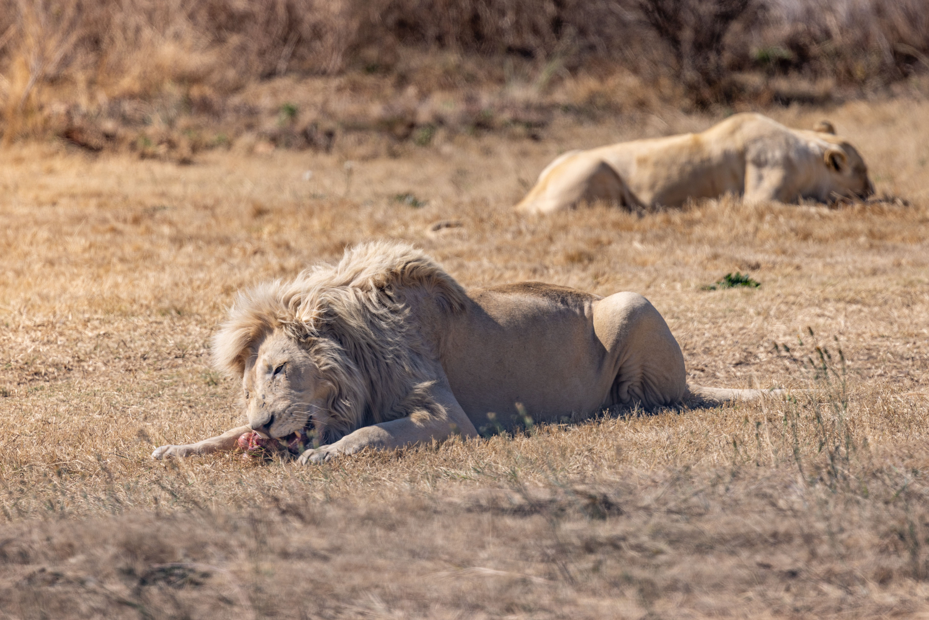 A pride of lions rests together in the golden grass of the open savanna.
