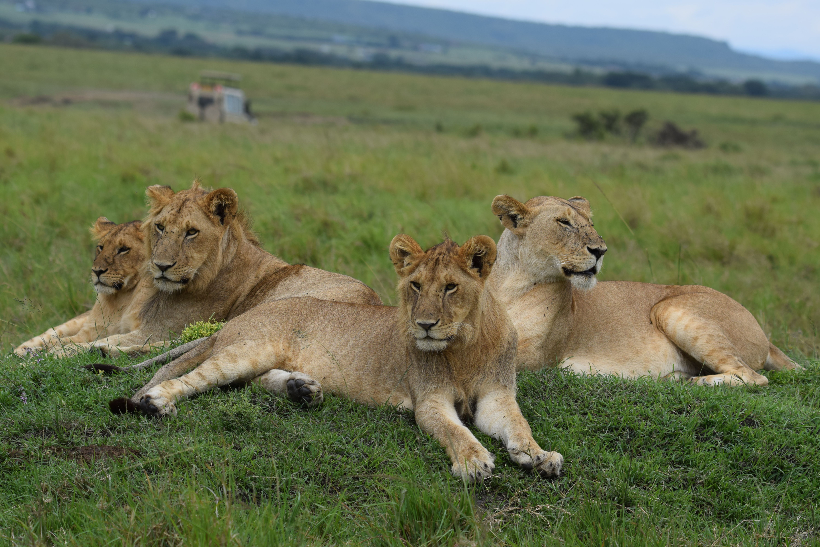 A small group of lions lounges together on a lush green stretch of savanna.