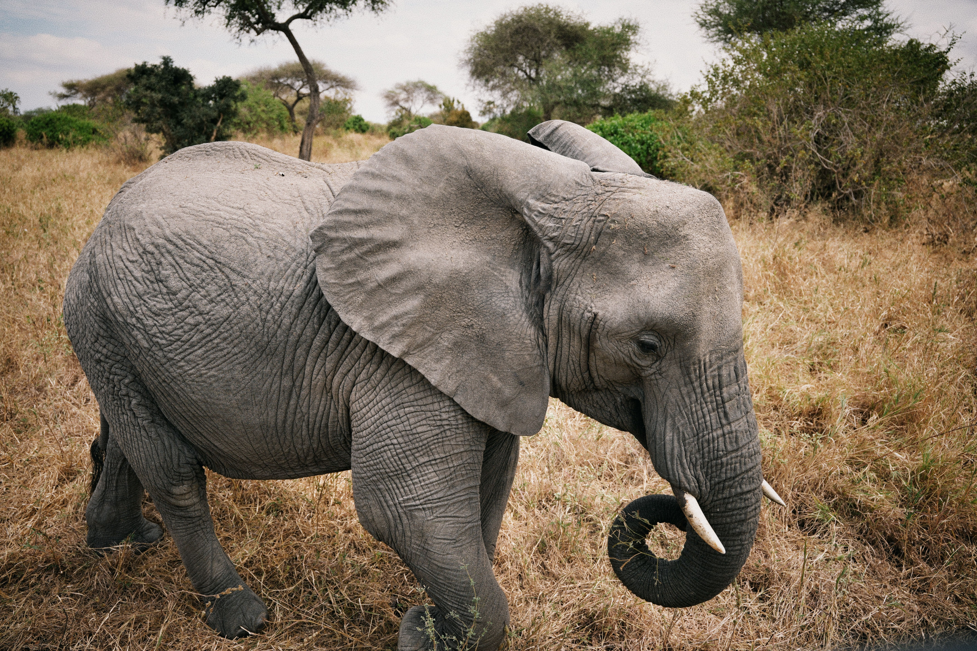 A young African elephant walks through dry grass and acacia bush in Tanzania's Mara region.