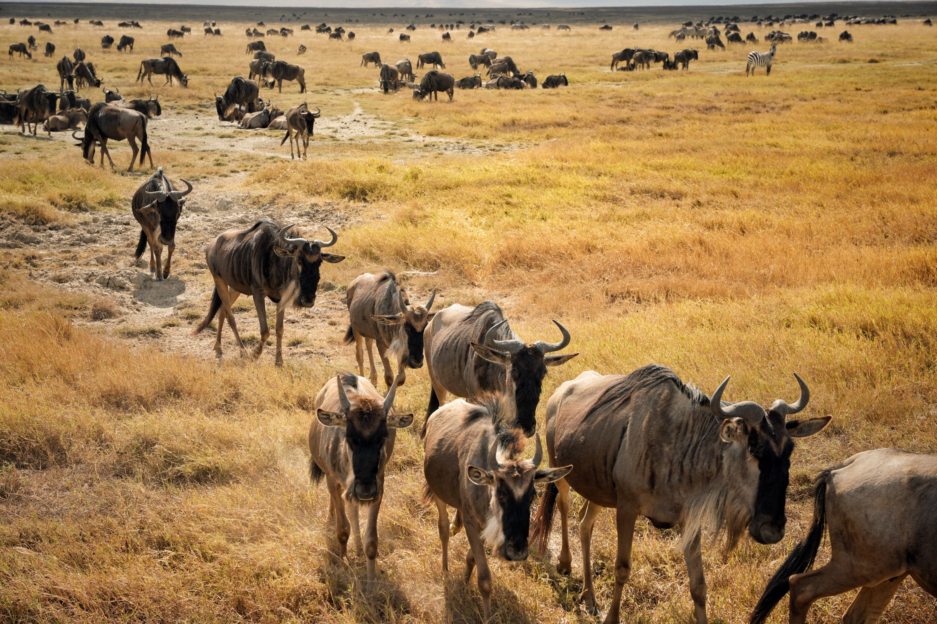 A vast herd of wildebeest migrating across the golden Serengeti plains.