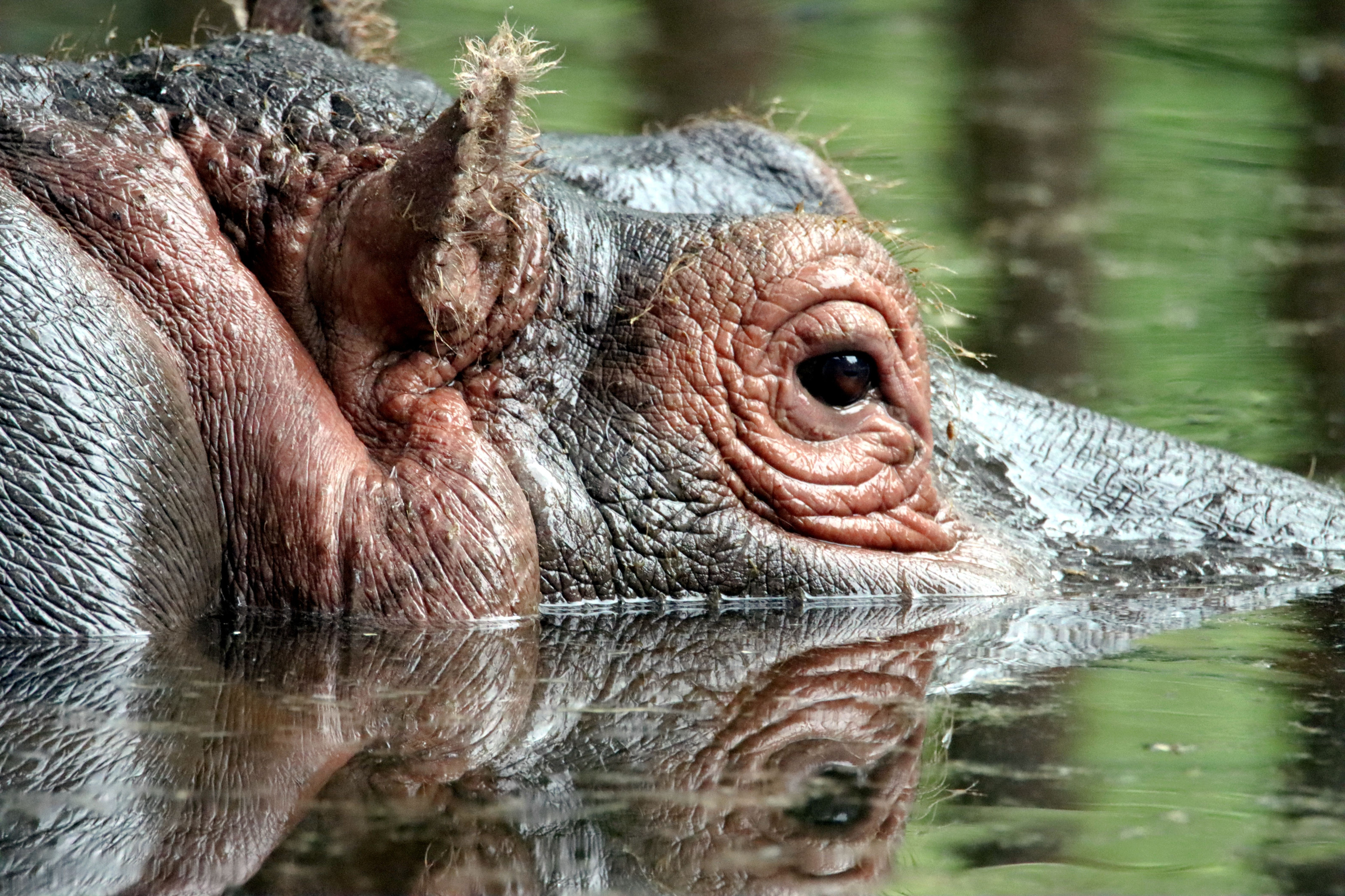 Extreme close-up of a hippopotamus's eye and textured wet skin above the waterline.