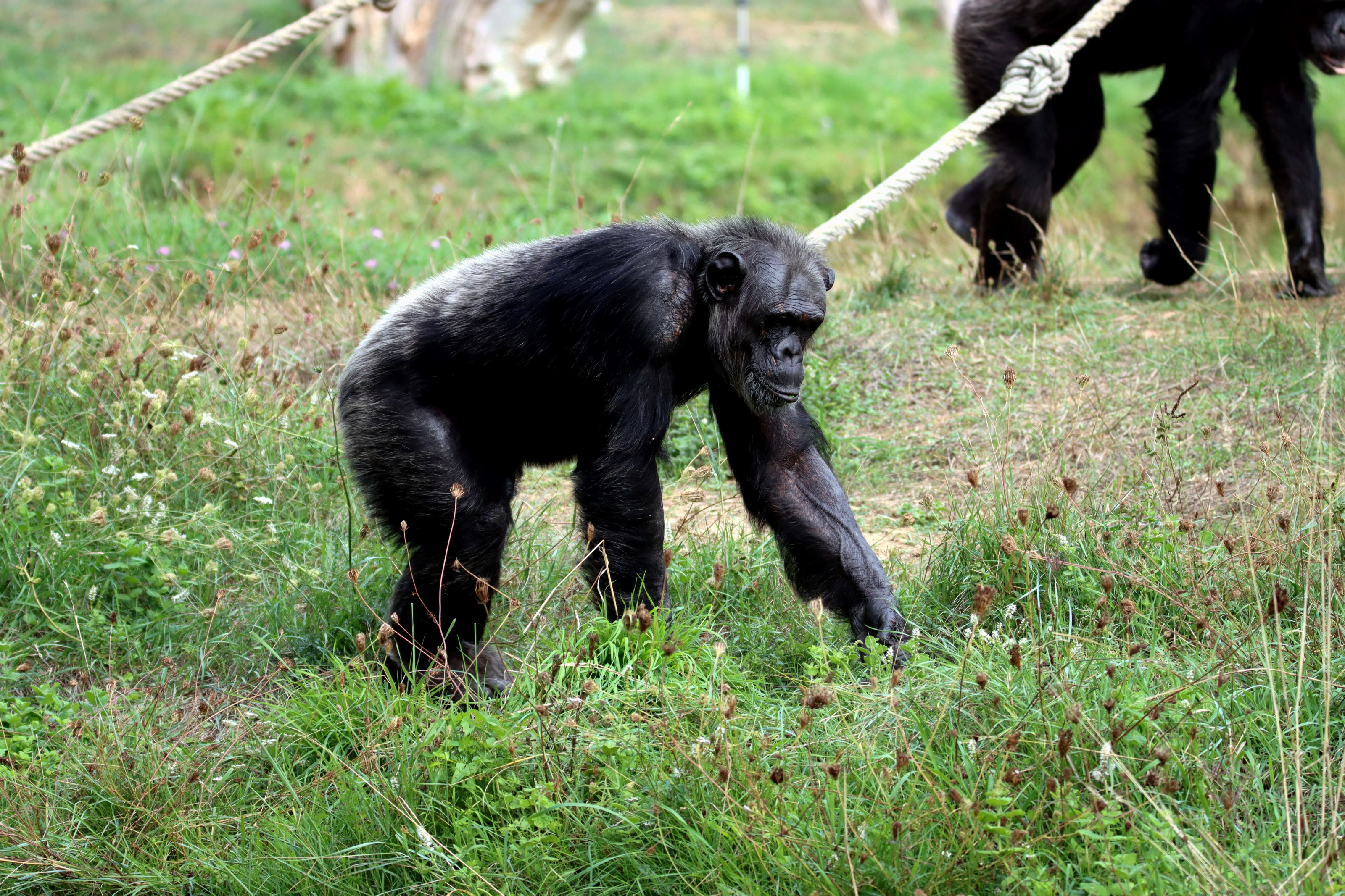 A chimpanzee walks across a patch of open grass in a green, wooded setting.