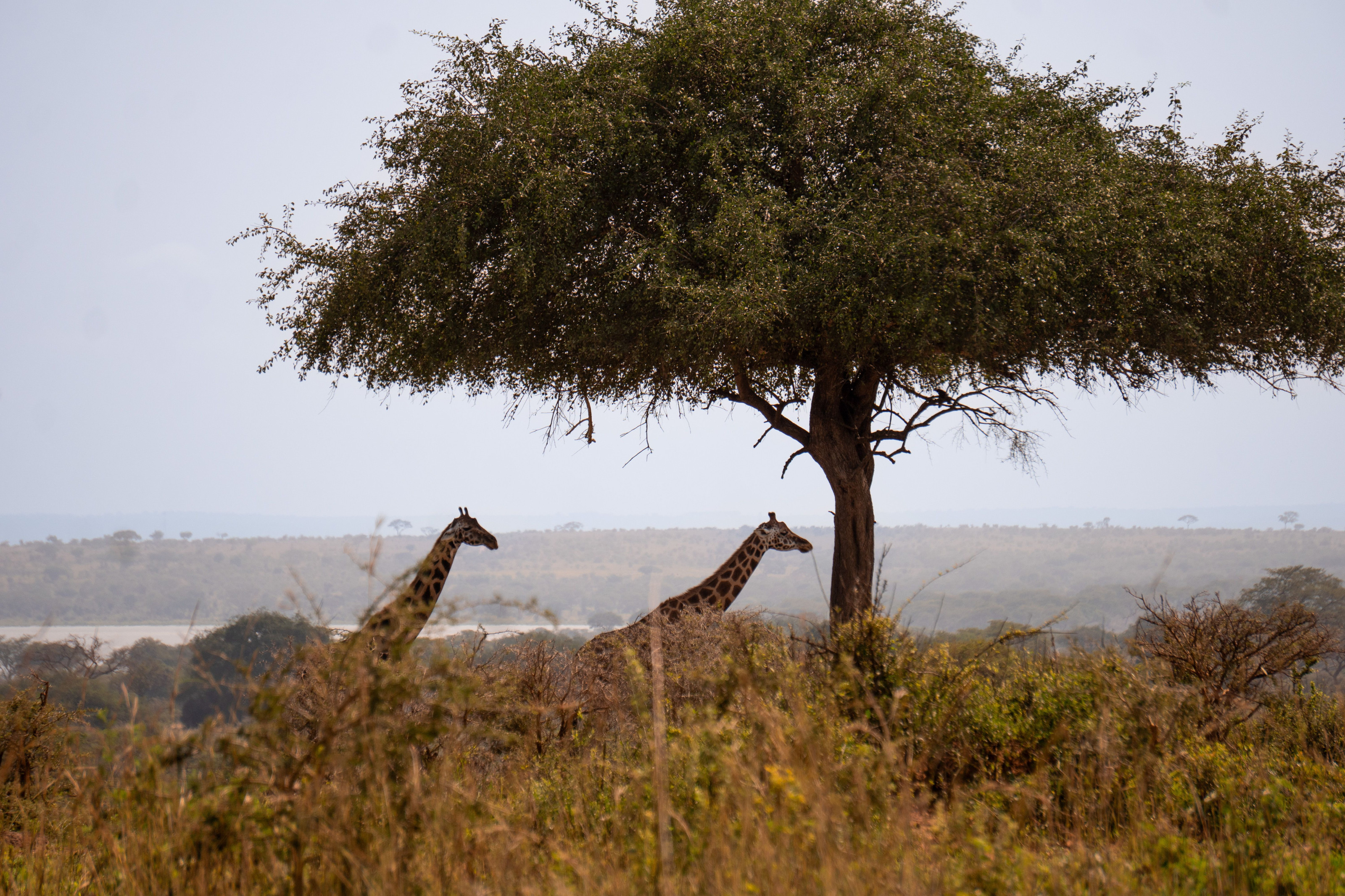 Giraffes graze peacefully beneath a broad tree in an open savanna landscape.