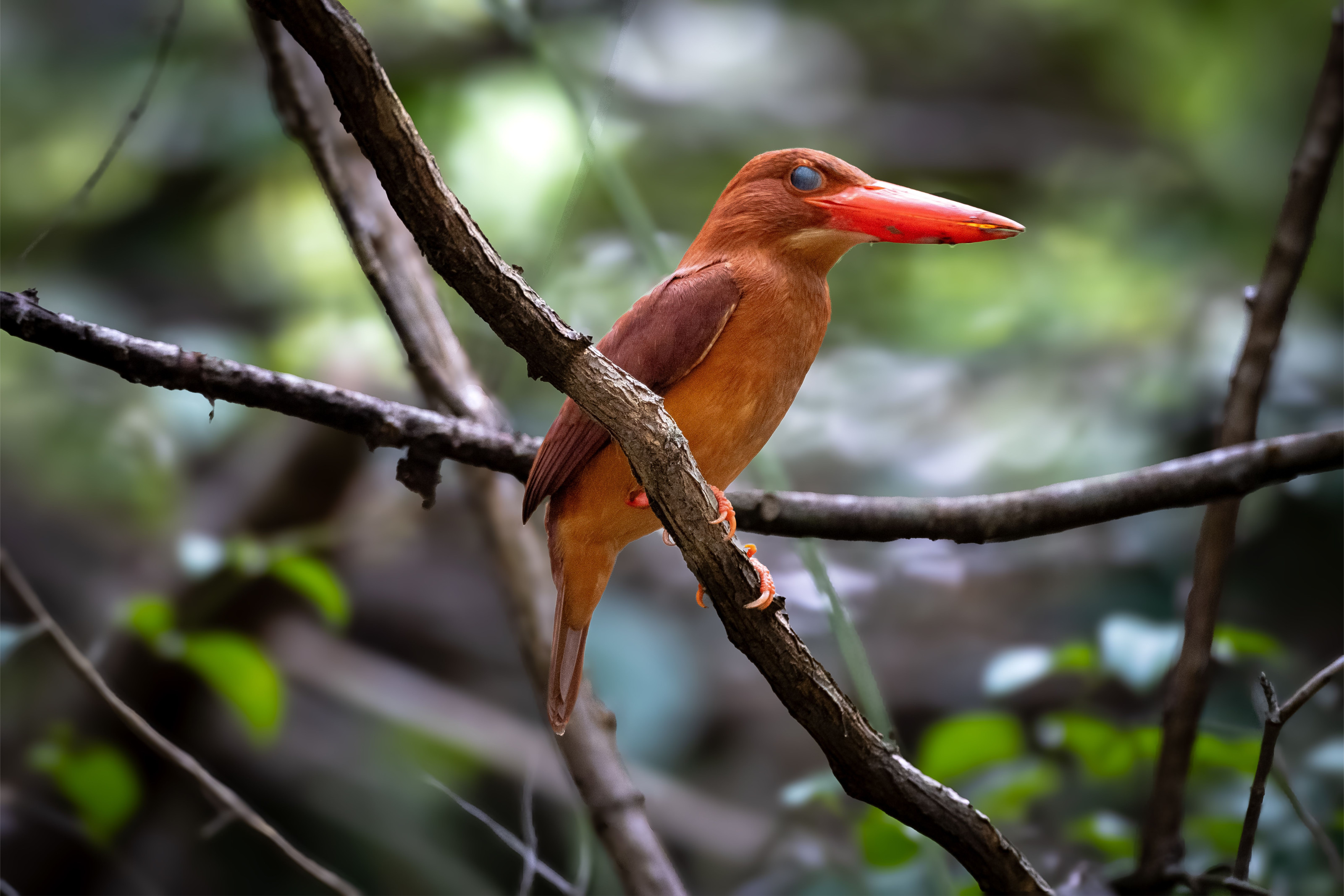 A vivid red-billed kingfisher perches on a branch in a lush green forest.