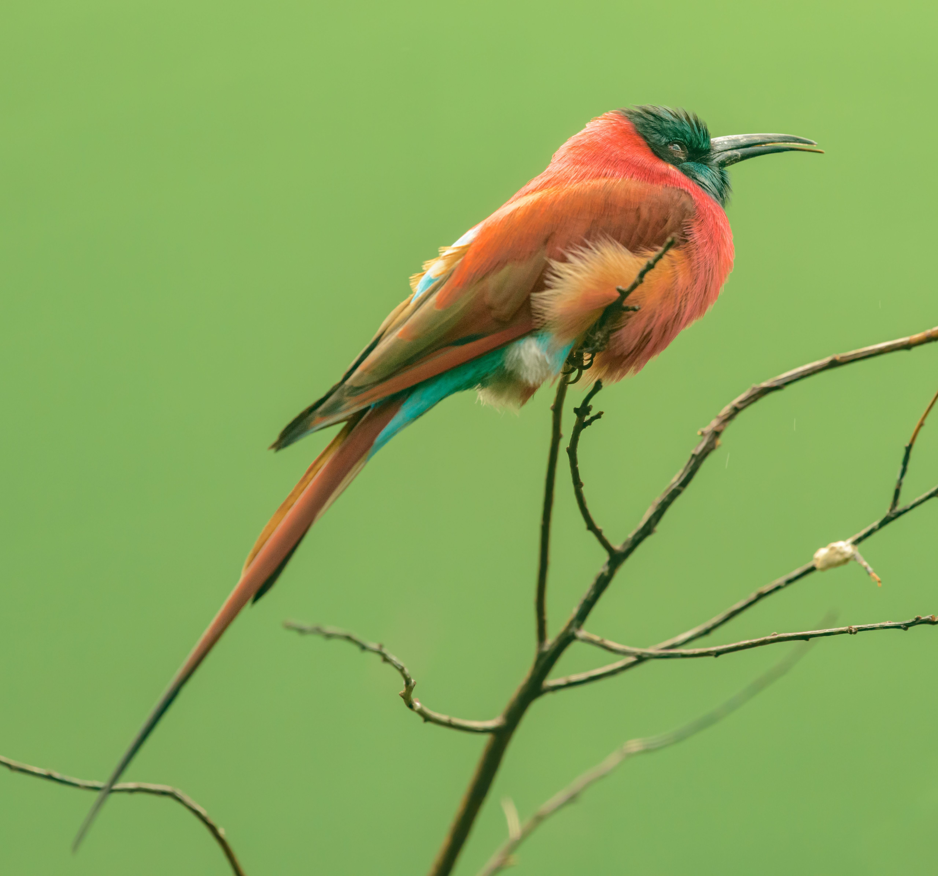 A vividly colored bee-eater perches on a branch against a lush green forest backdrop.