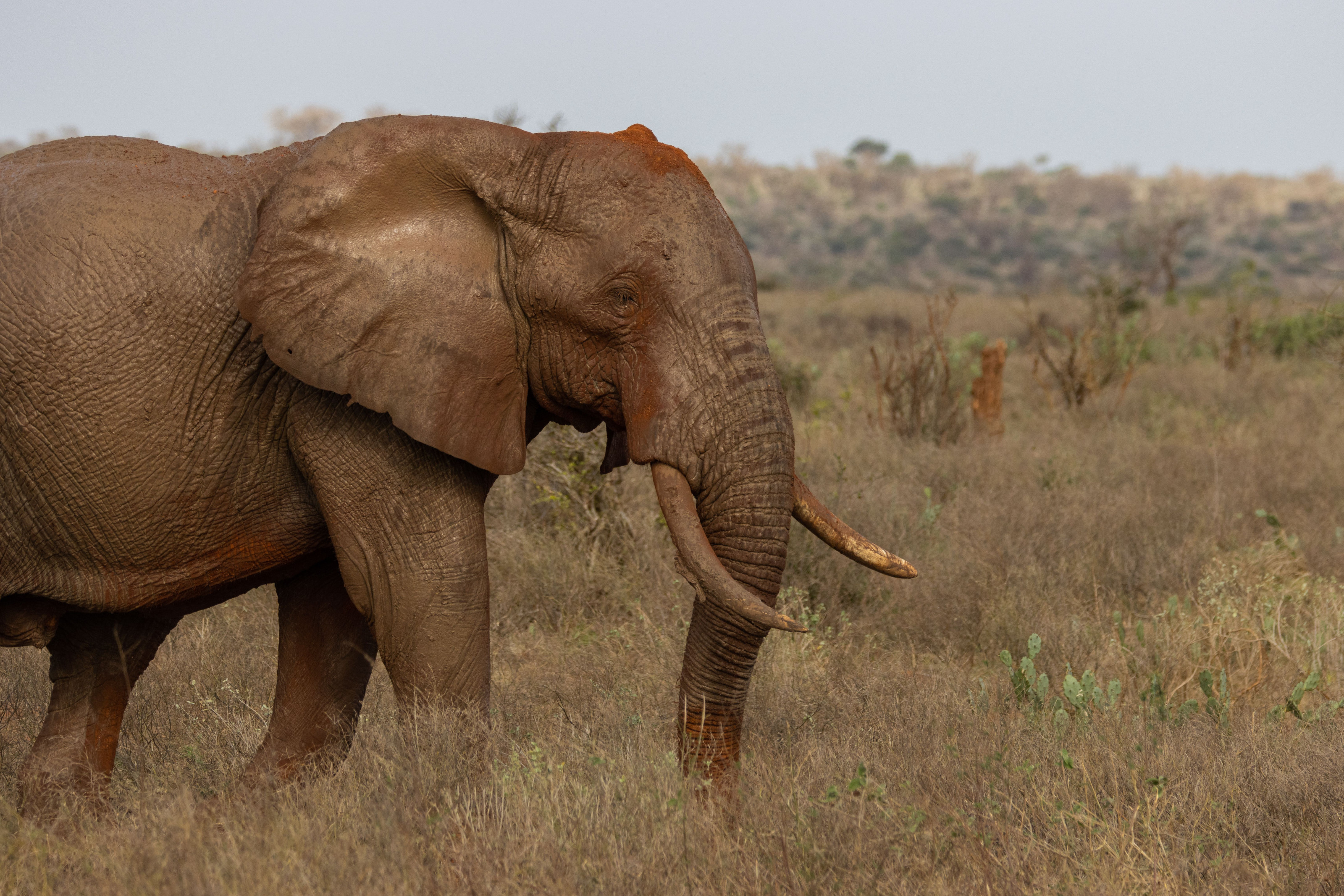 A red-dust-coated African elephant stands calmly on a dry, open grass field.