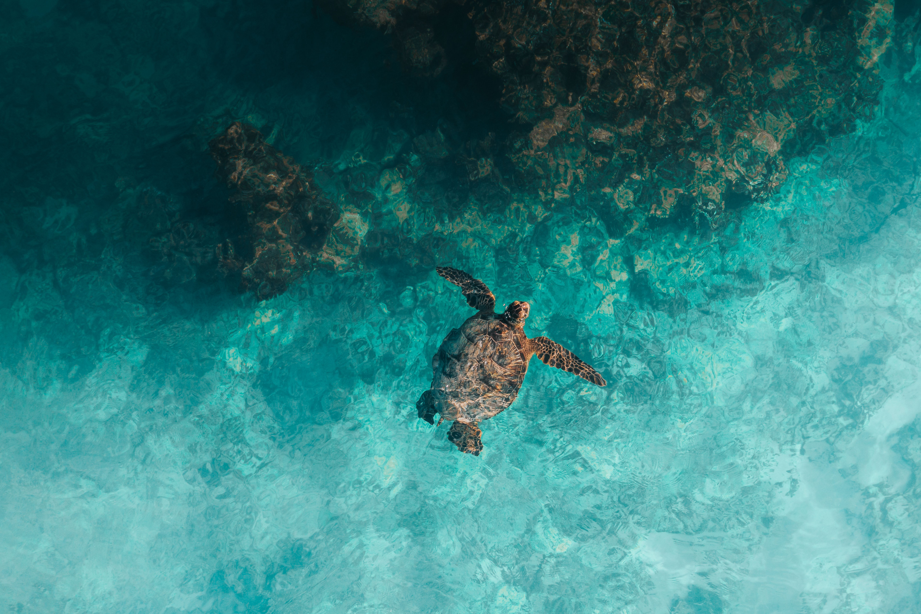 An aerial view captures a sea turtle gliding through shallow, turquoise water above a coral reef.