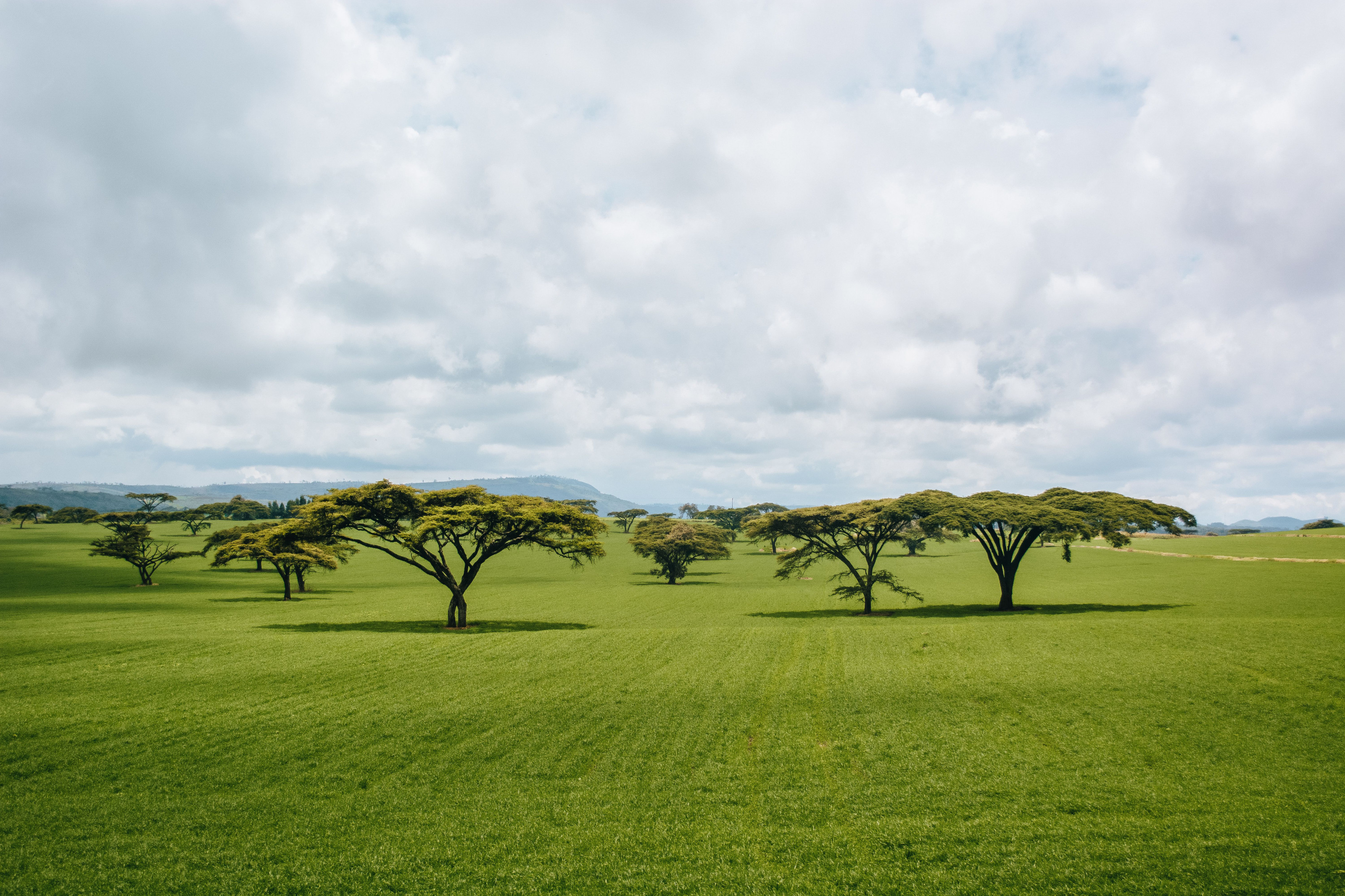 A savannah dotted with acacia trees under a heavy, cloud-filled sky hinting at the coming rains.