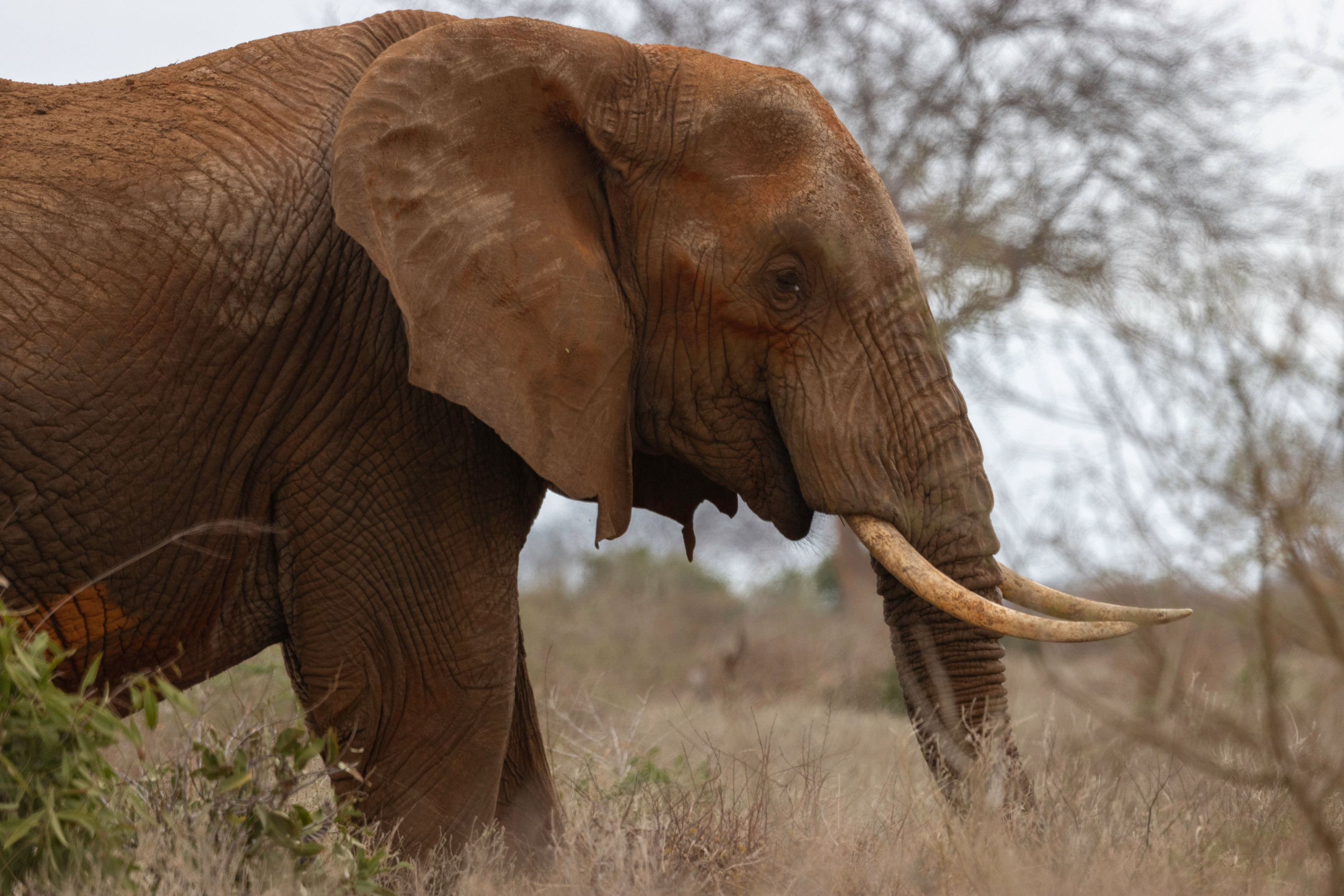 Close detail of an elephant's deeply textured, dust-caked skin and long curved tusks.